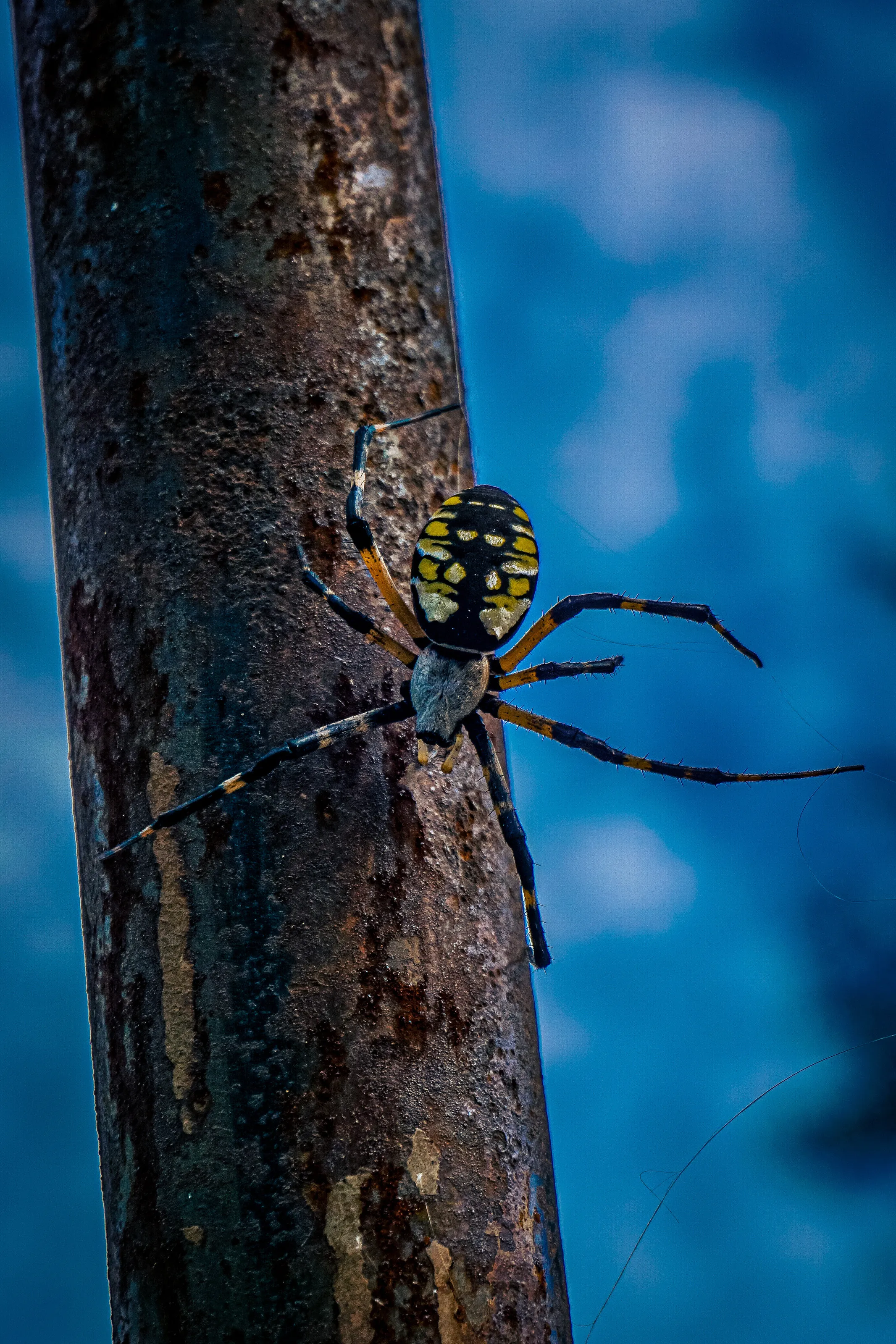 Garden Spider