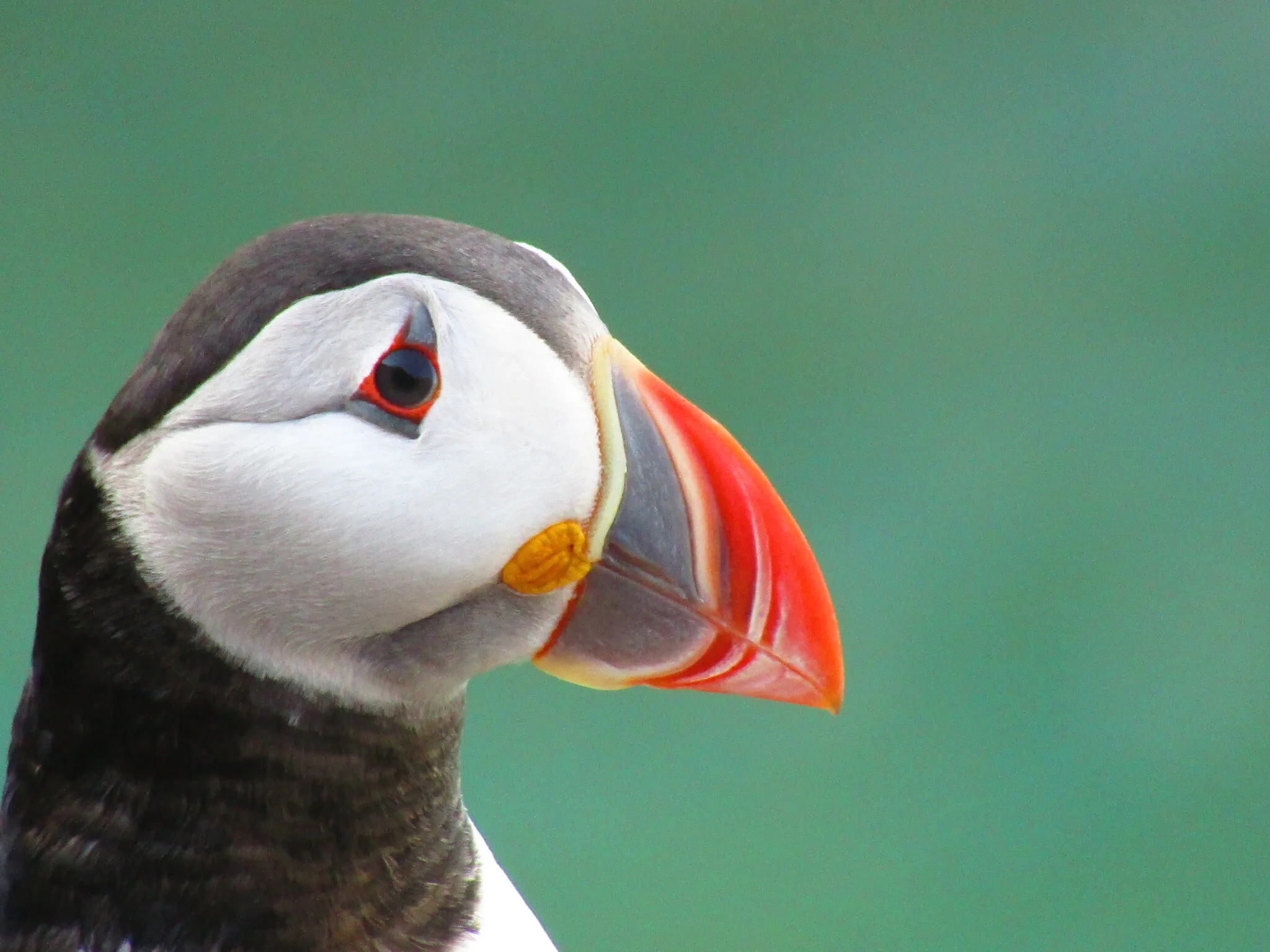 The bird with the big red beak - Puffin
