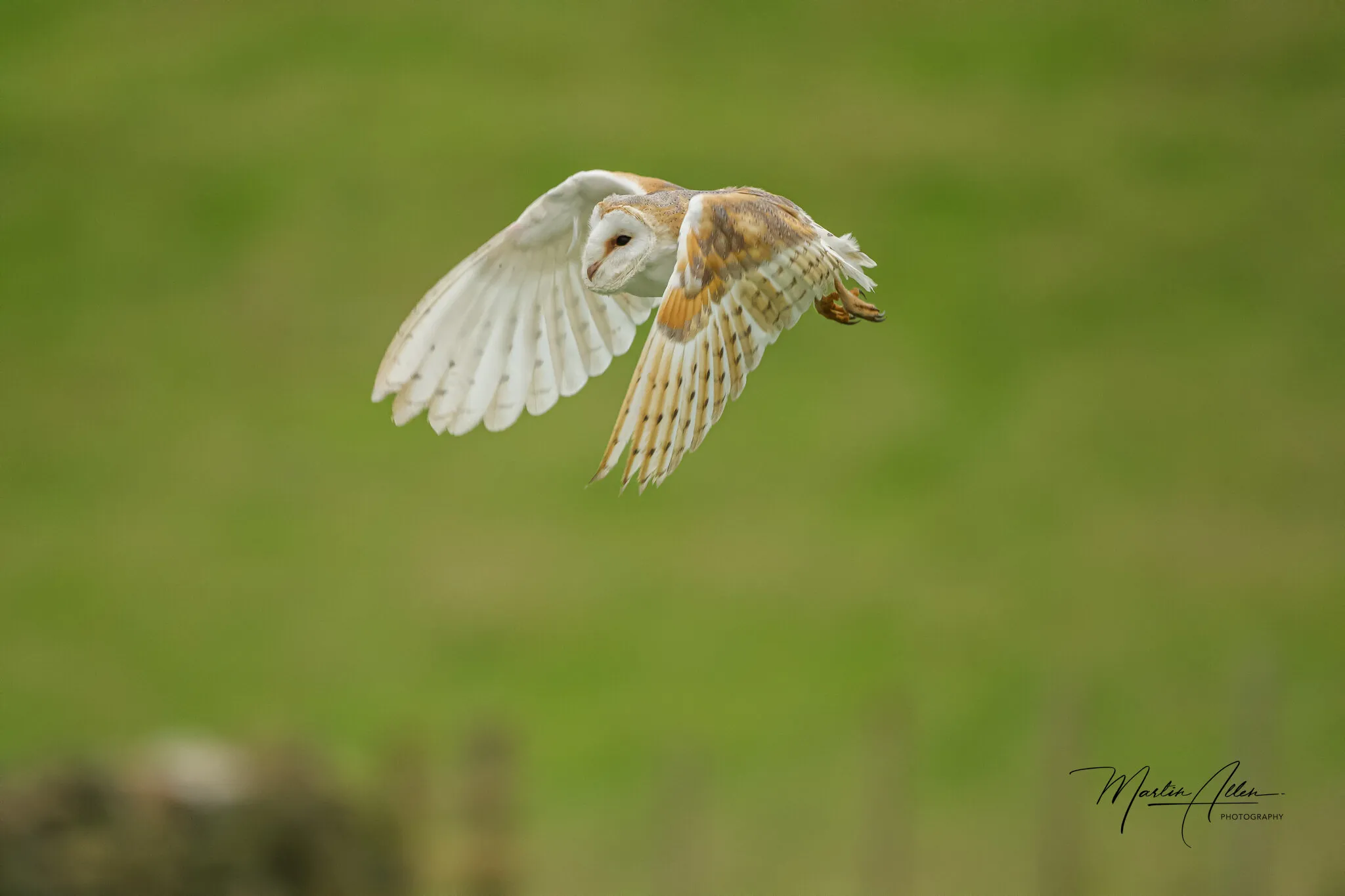 Barn Owl