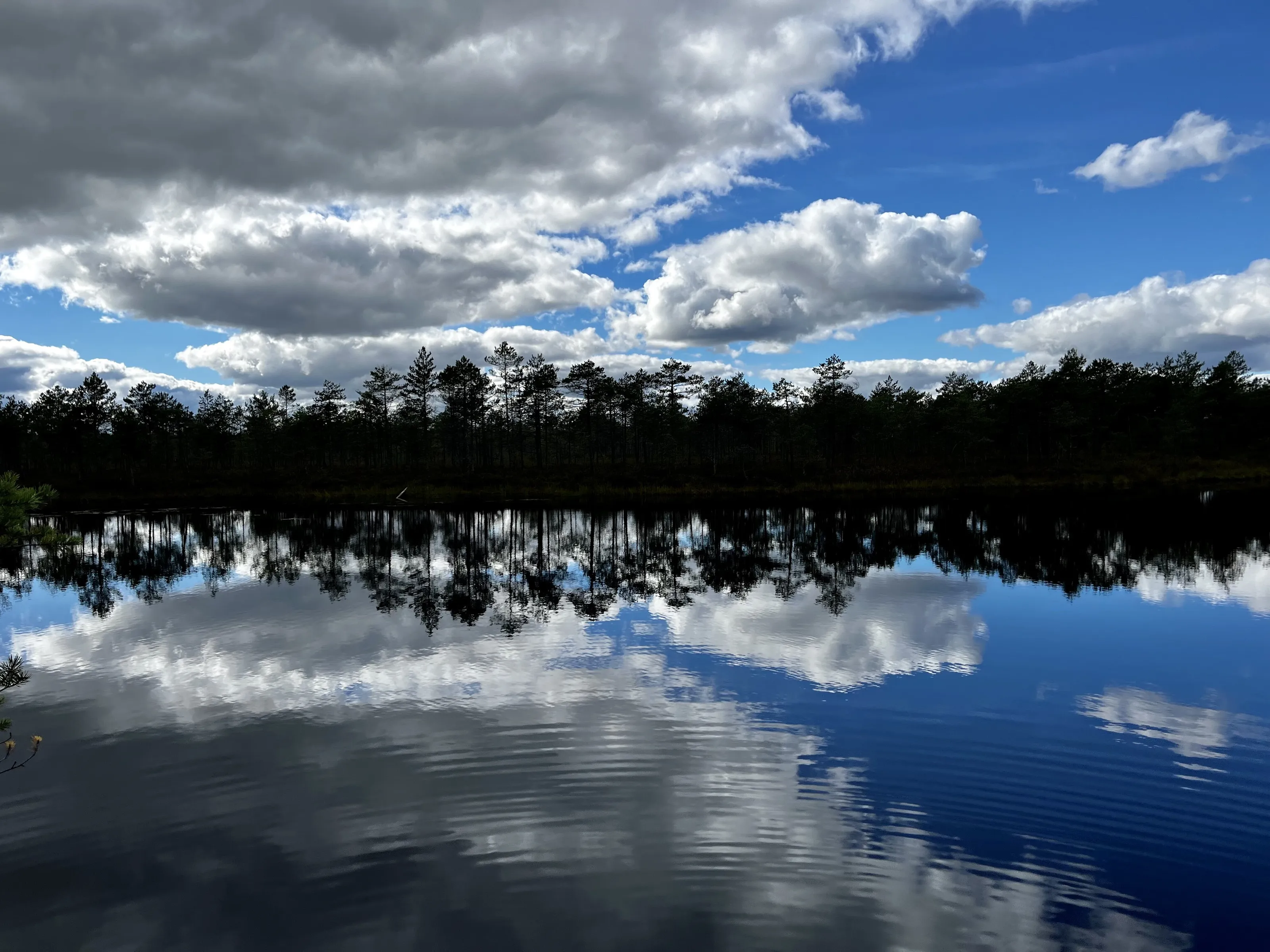 Meenikunno bog lake, Estonia