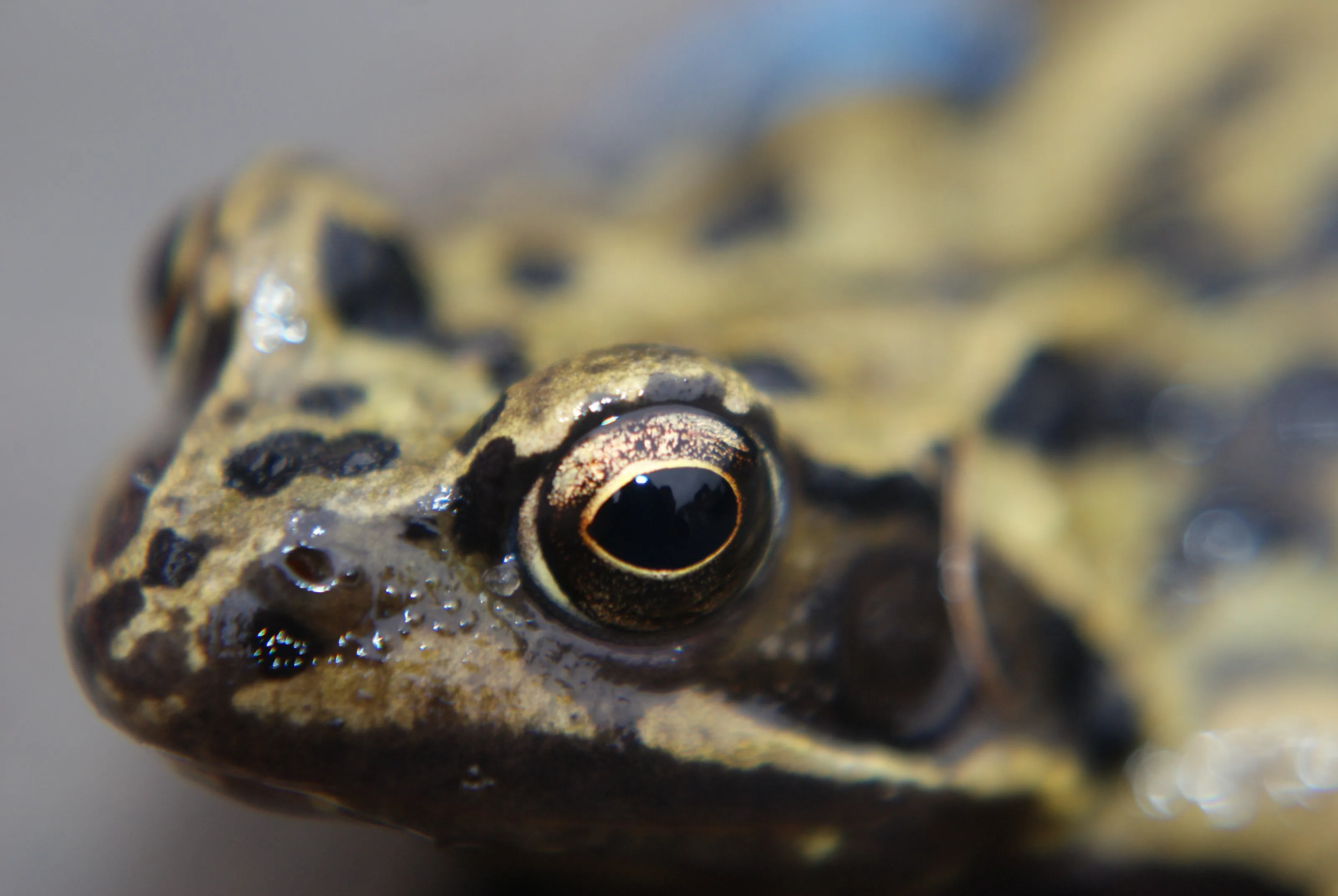 frog eye