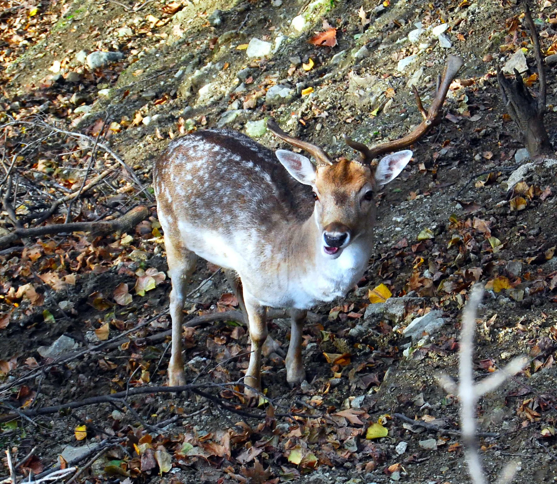 Small Deer