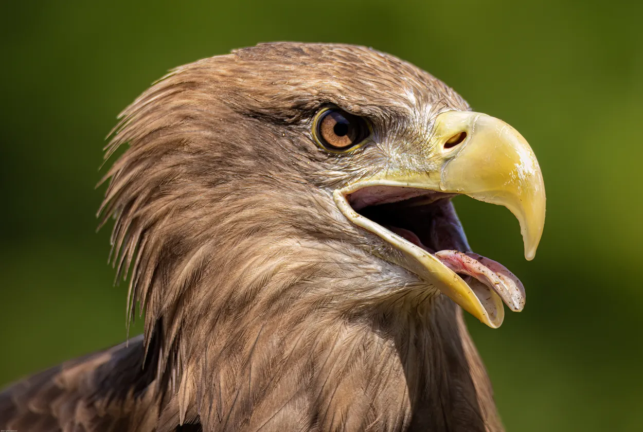 Entry 16479467