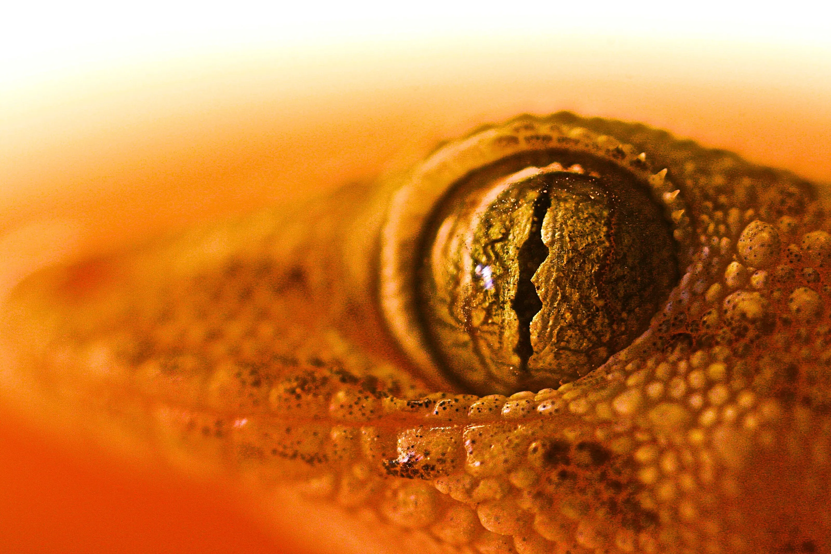 geckos eye