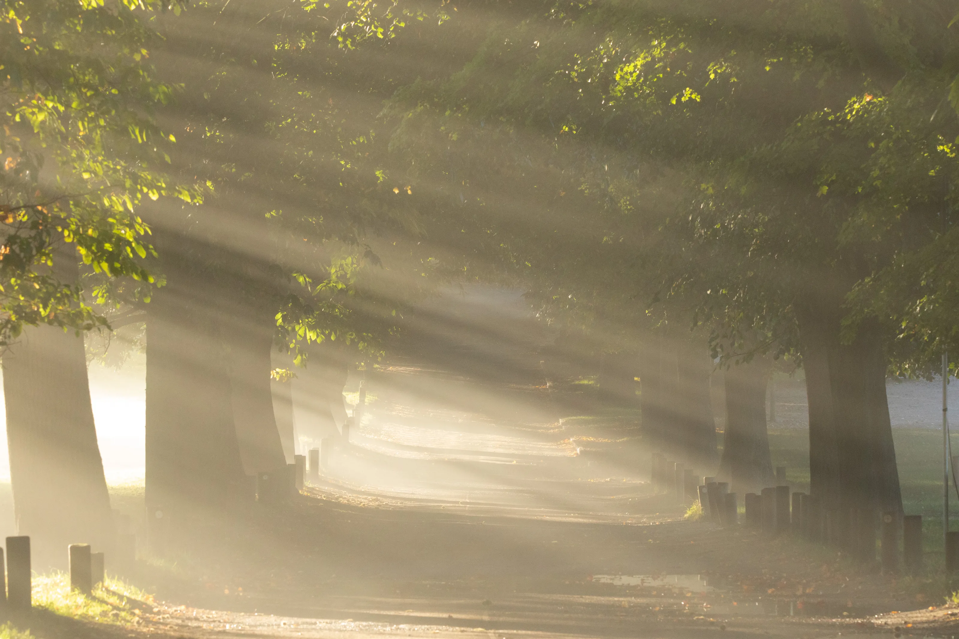 Canopy of light