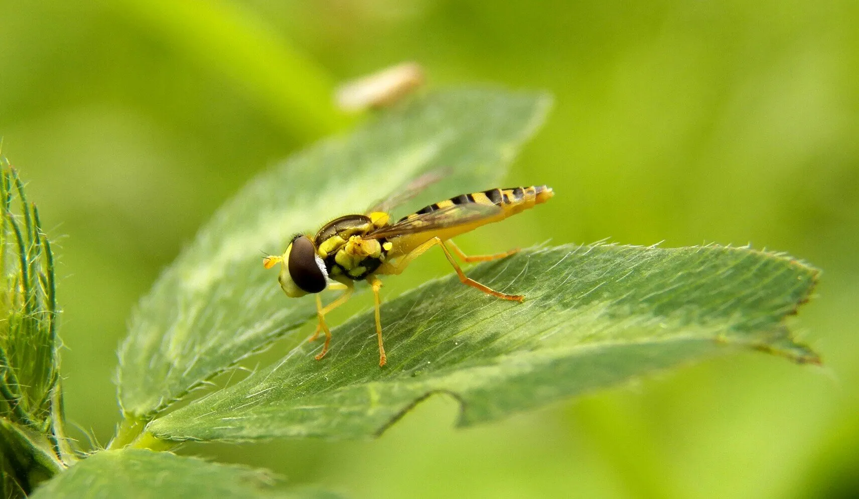 Insect Closeup