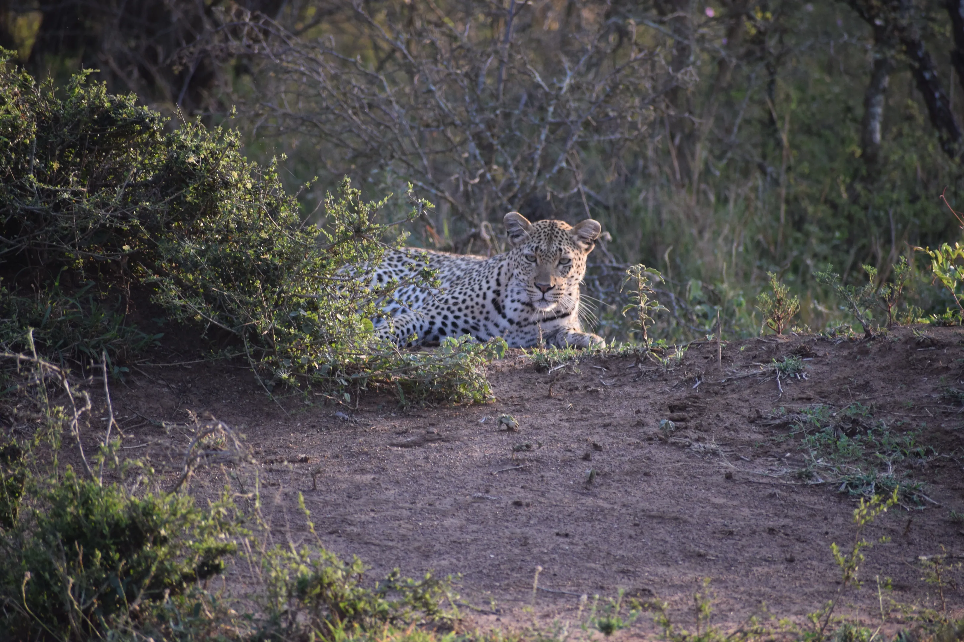 Beautiful Leopard