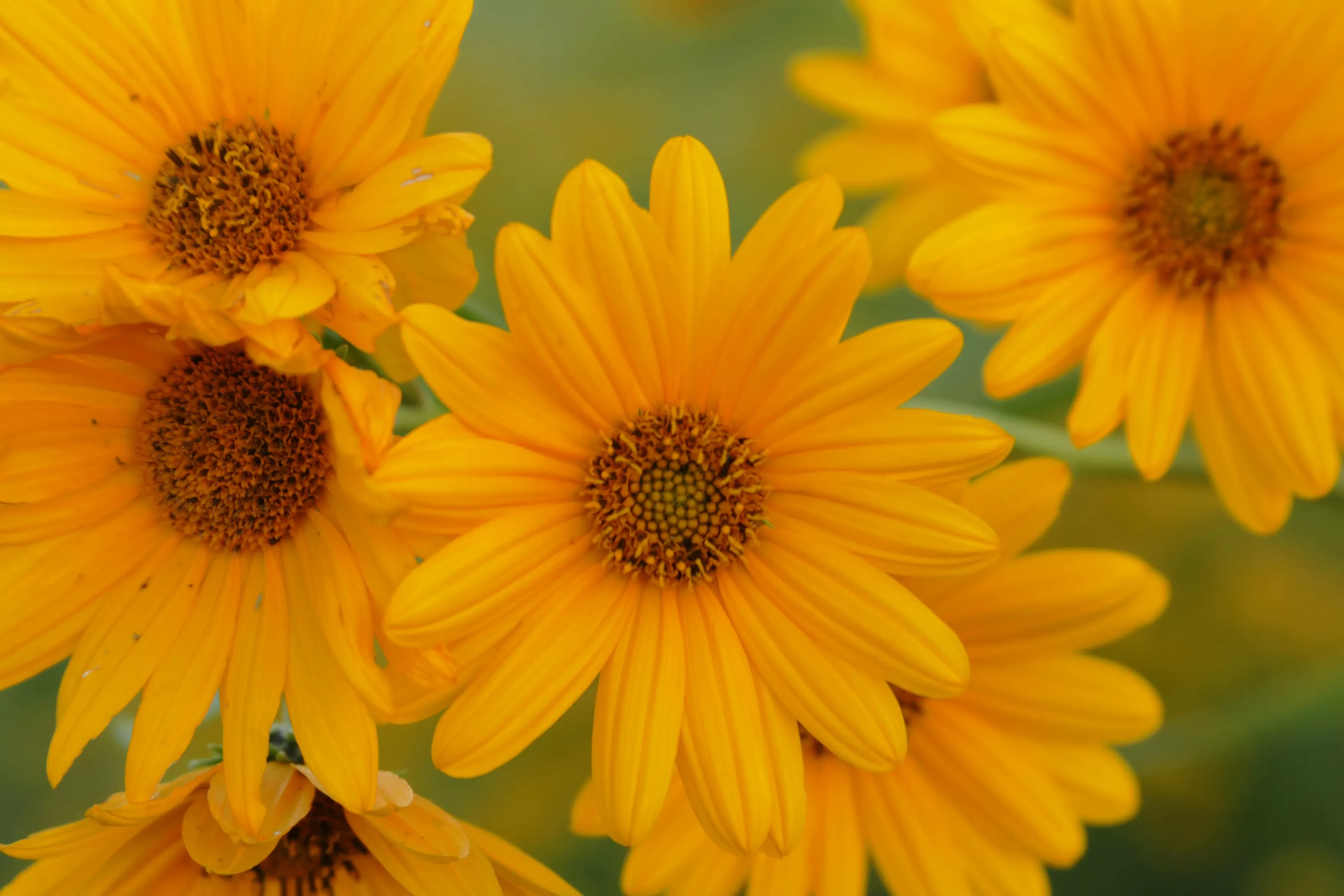 The Yellow Flower