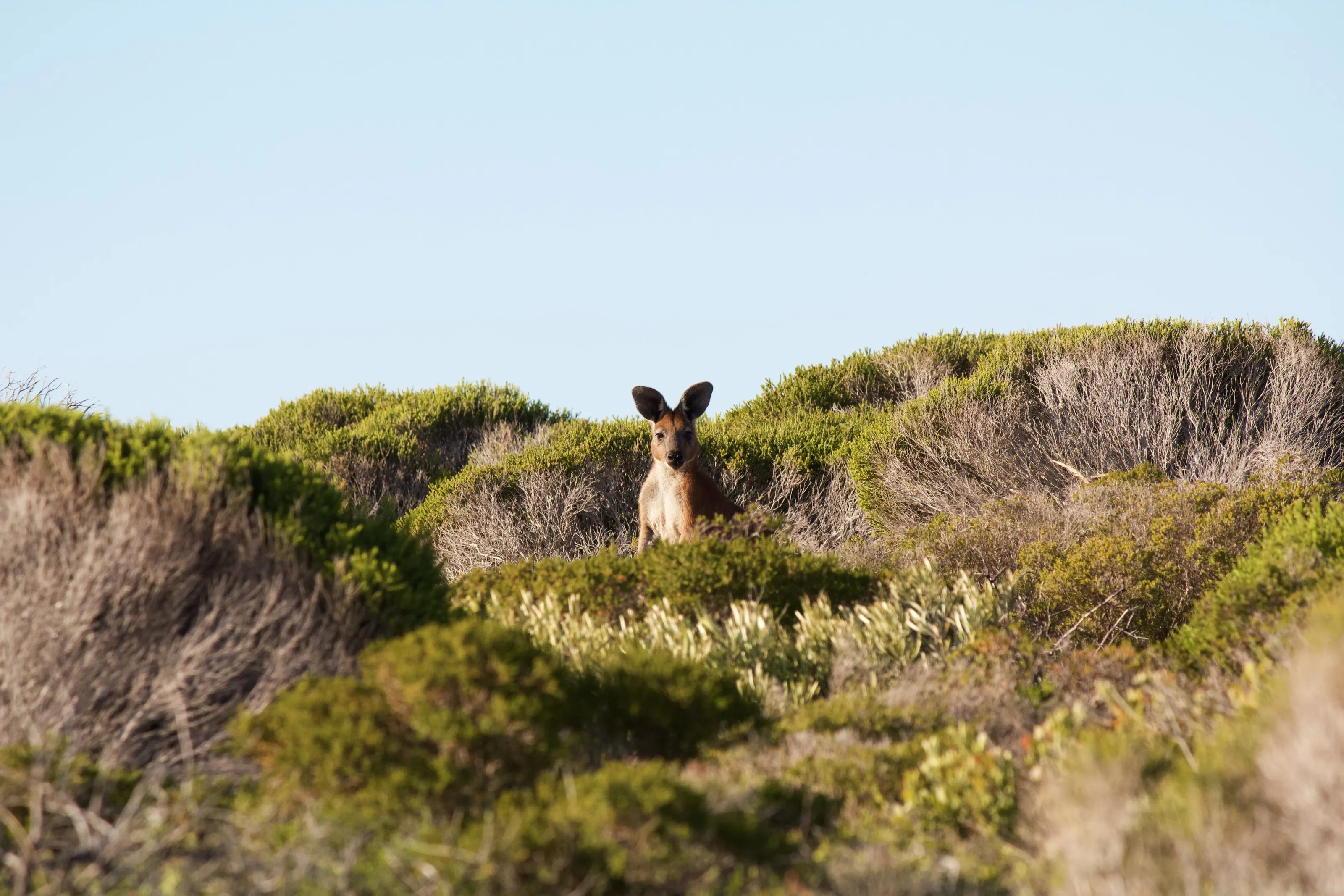 Red Kangeroo
