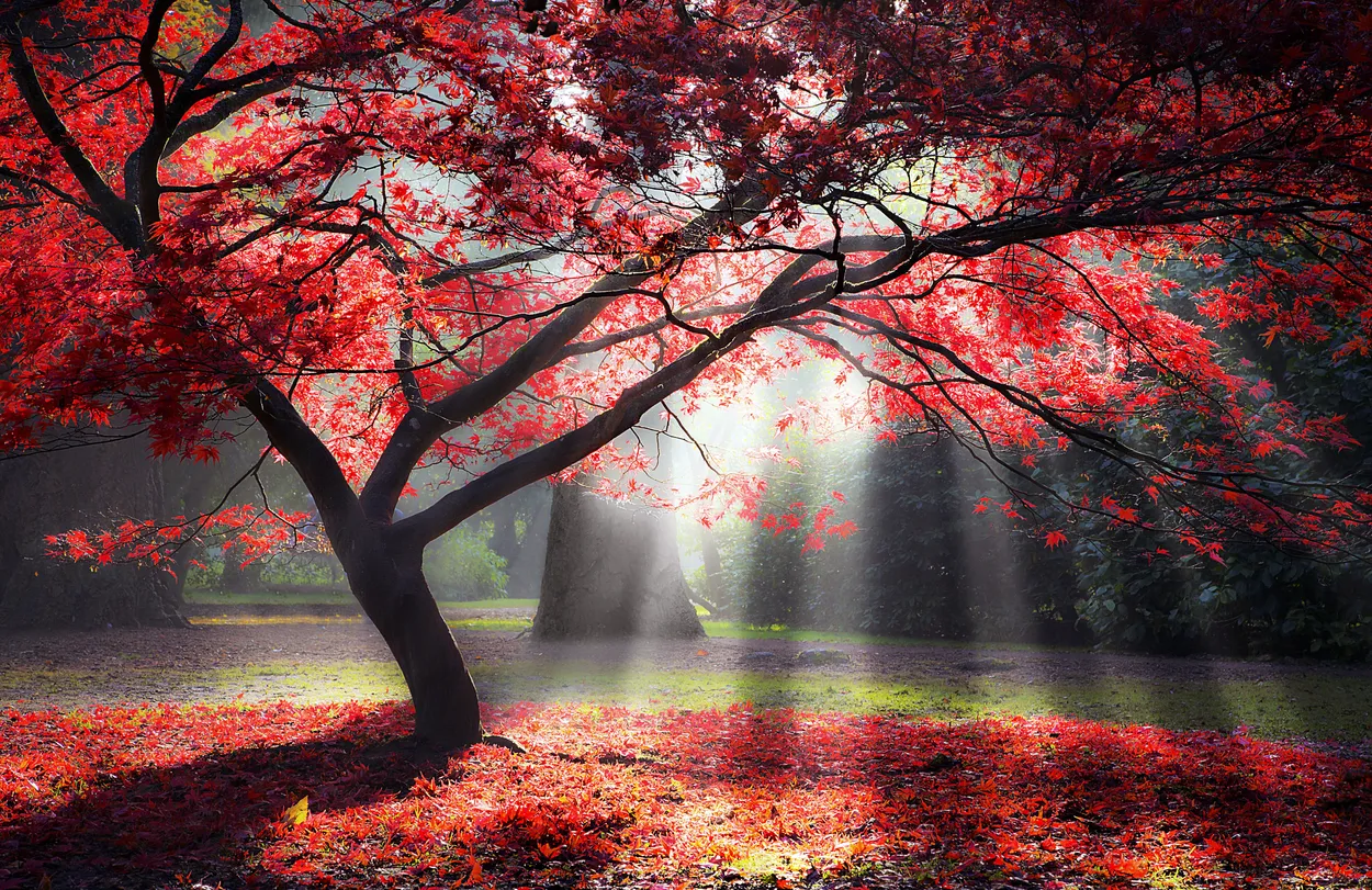 Entry 27623241