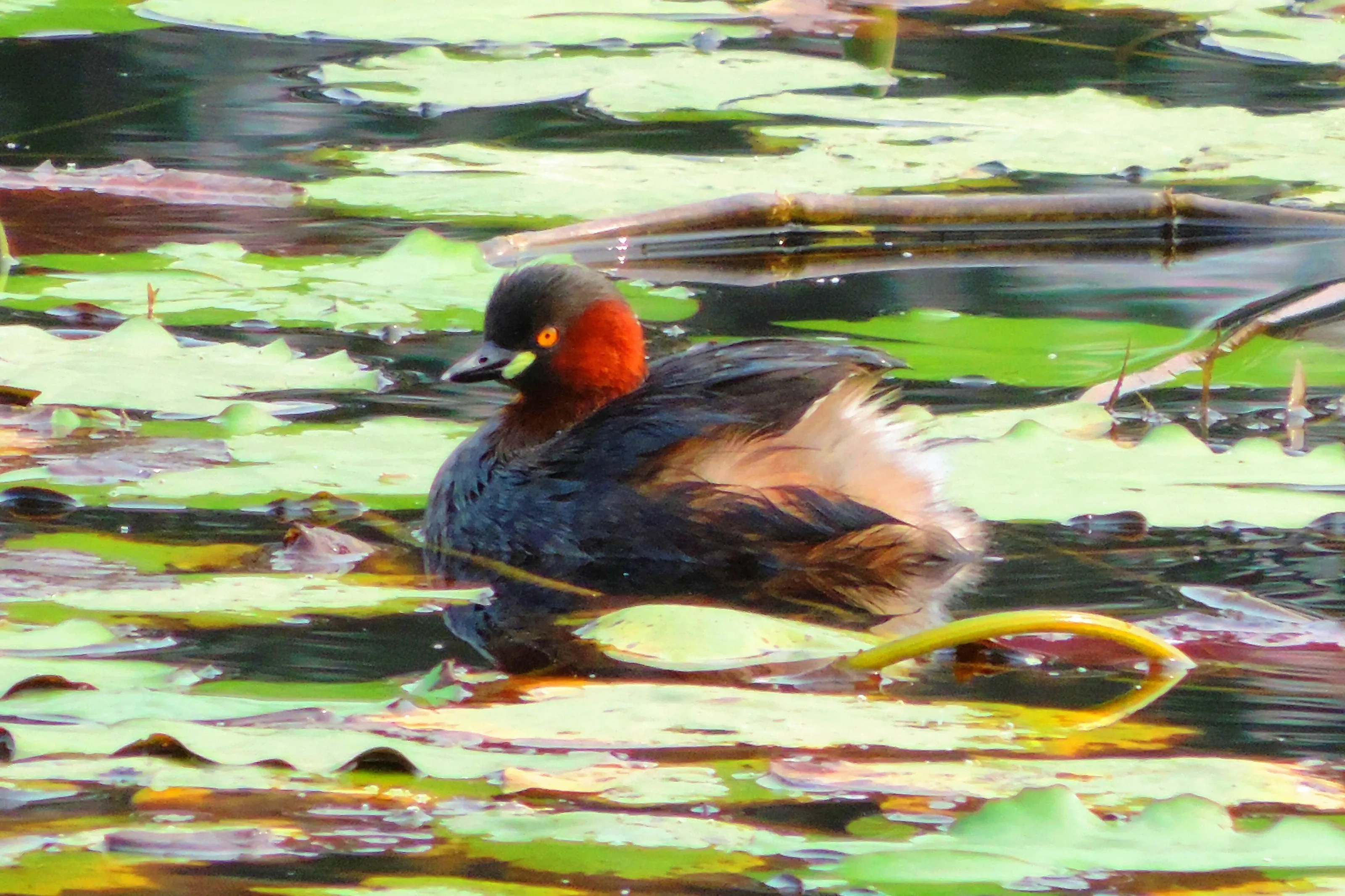 Little Grebe
