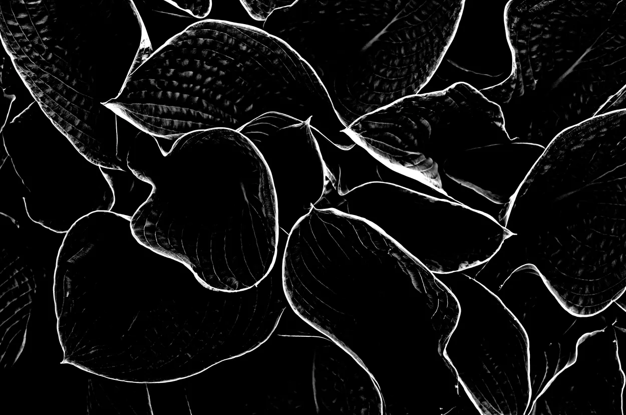 Hosta abstract
