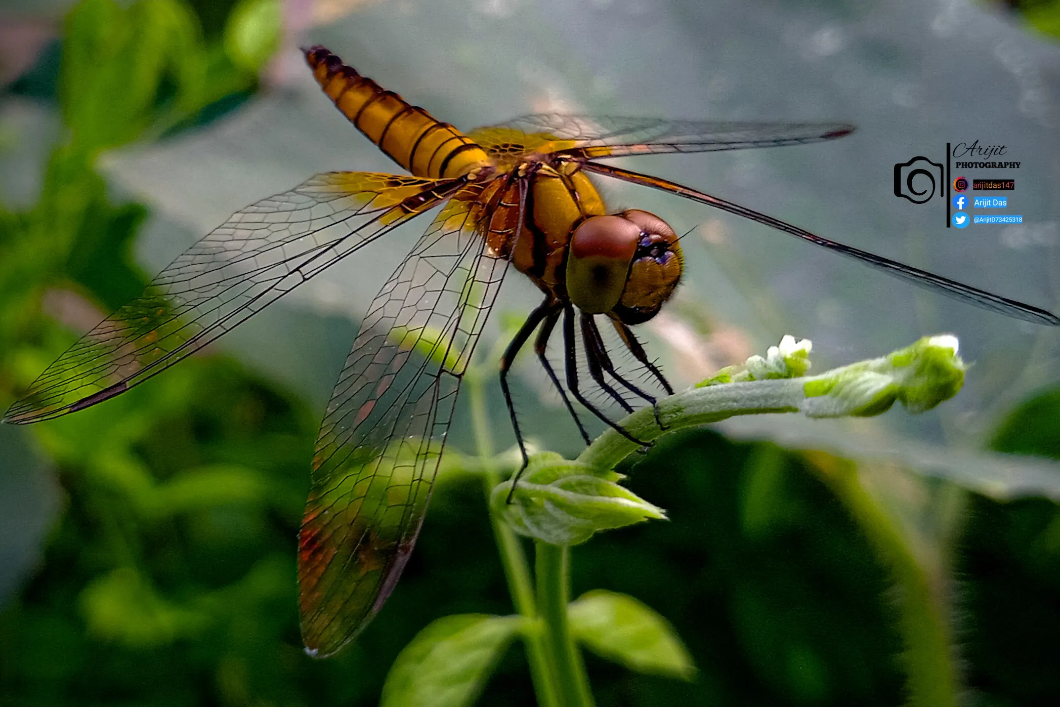 grasshopper