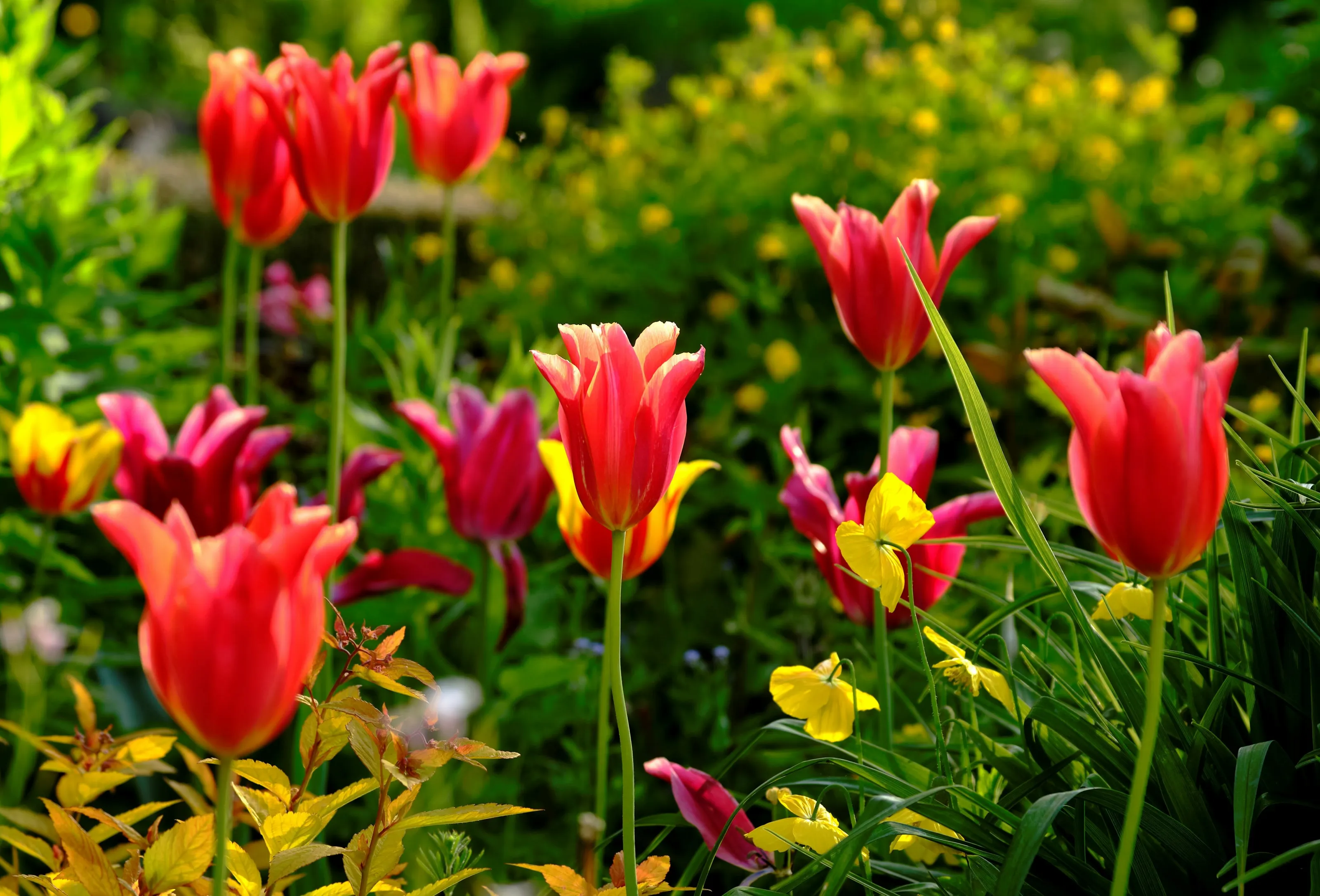 Flowers (in colour)