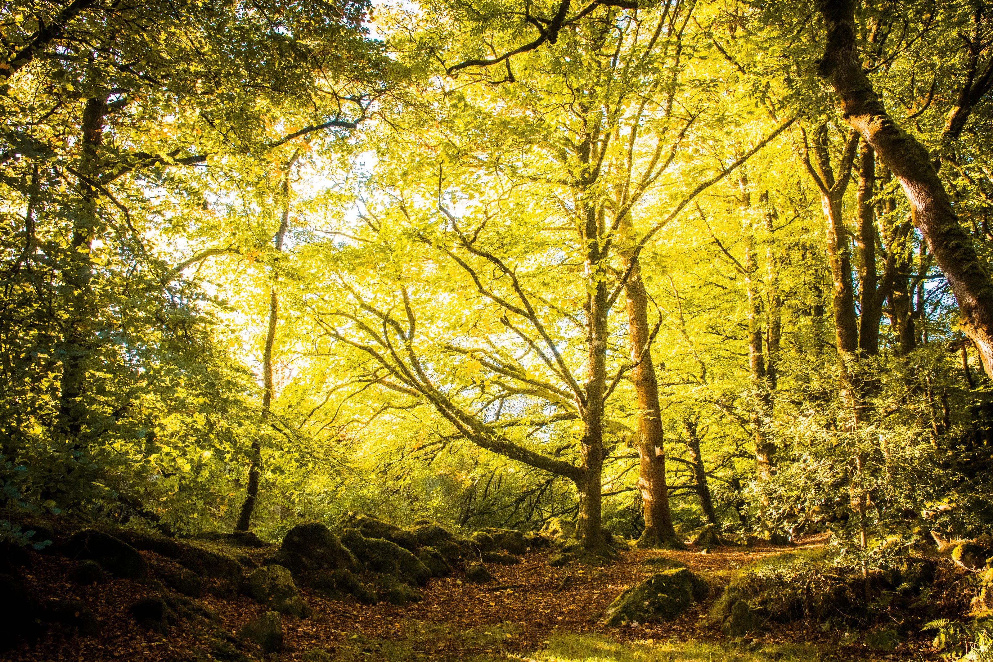 Autumnal glow