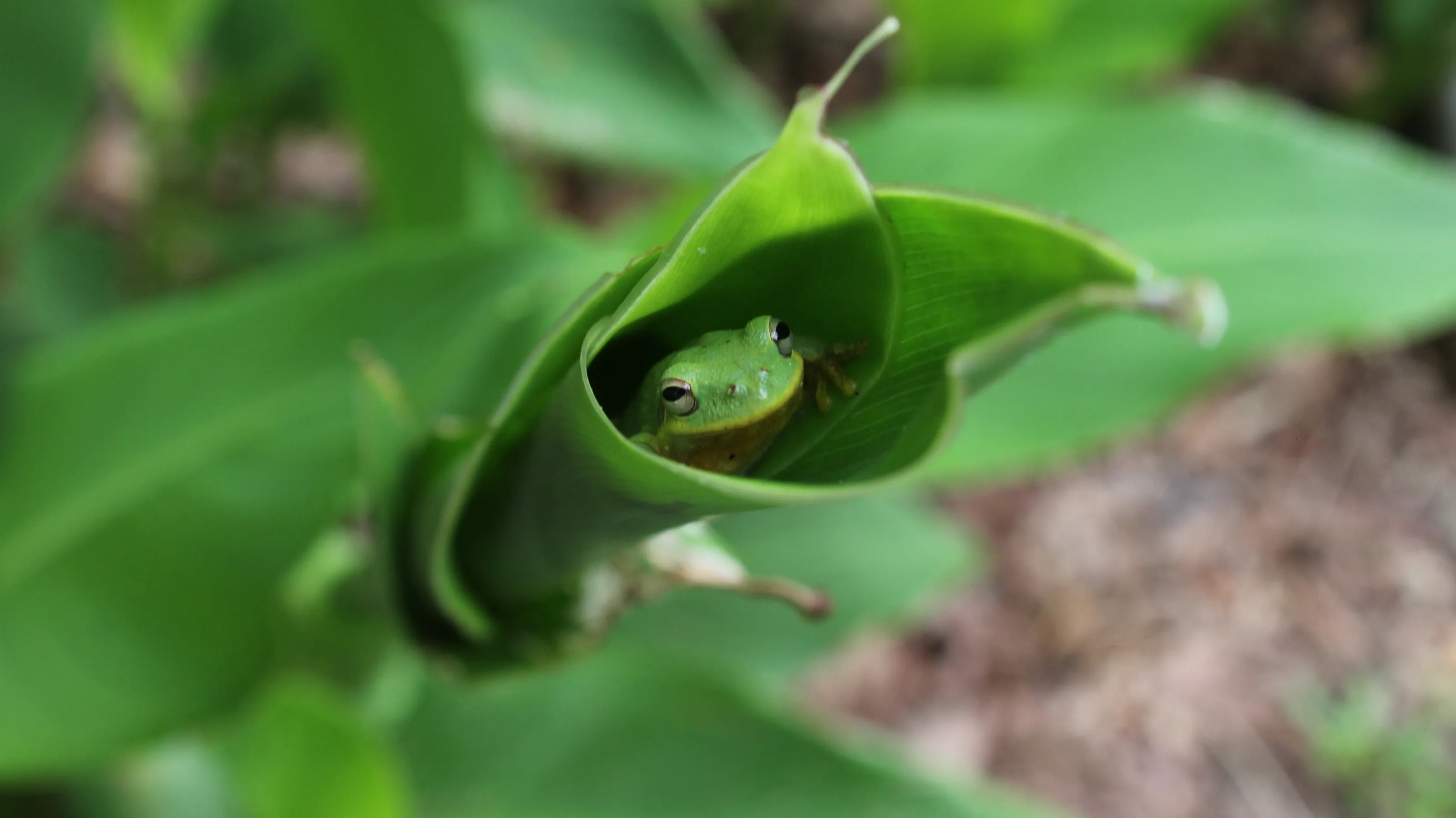 hidden