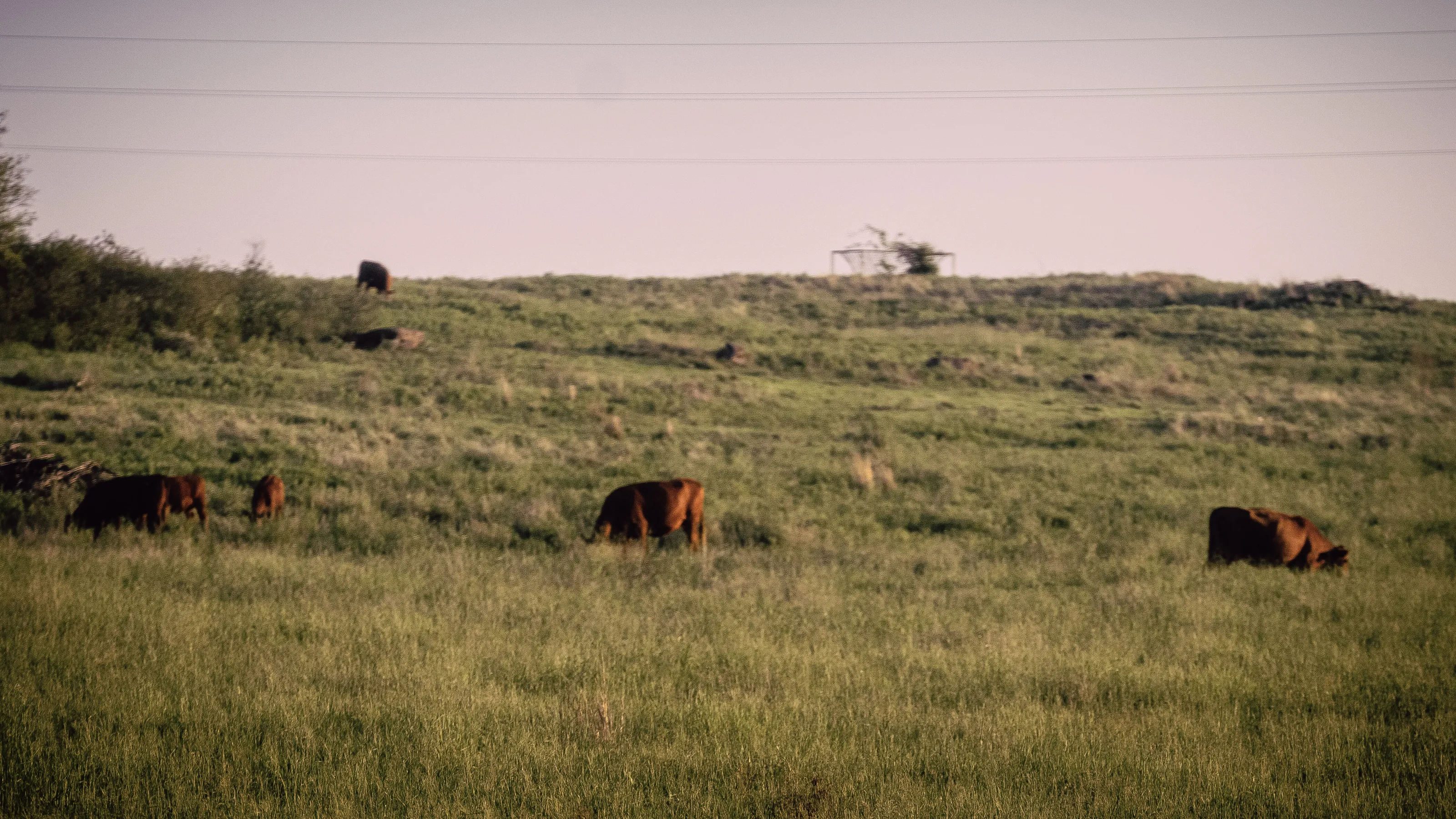 Tex-Homa Morning