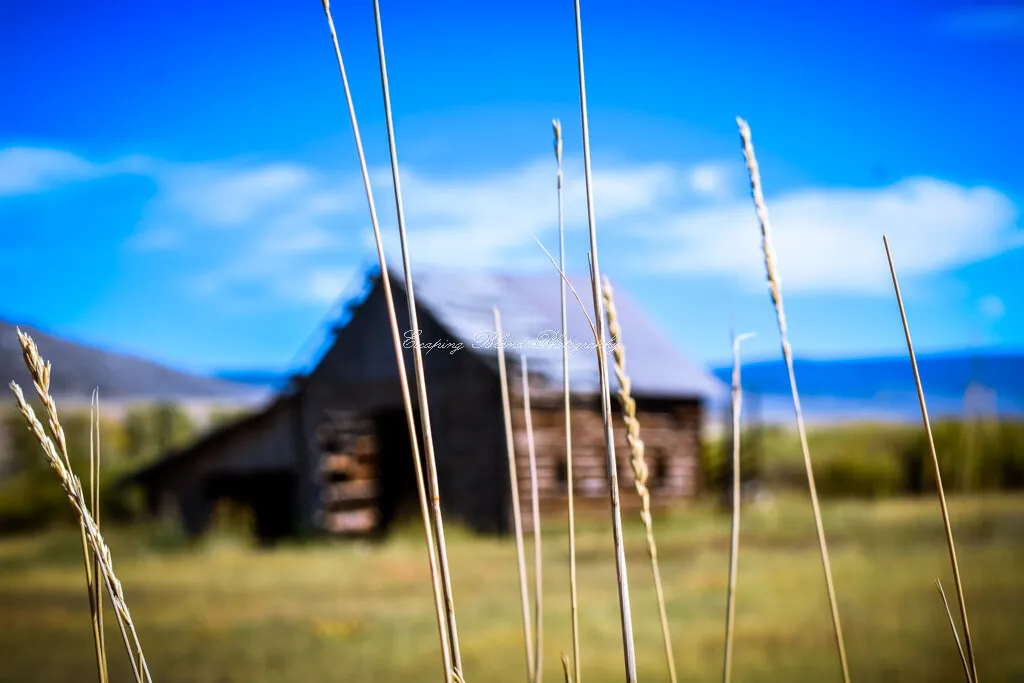 A little wheat