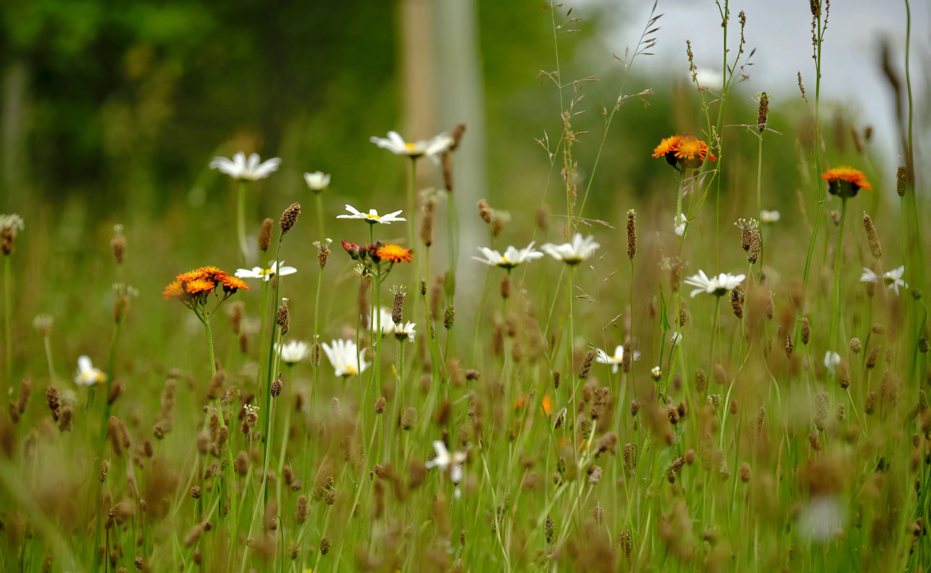 Meadow Flowers