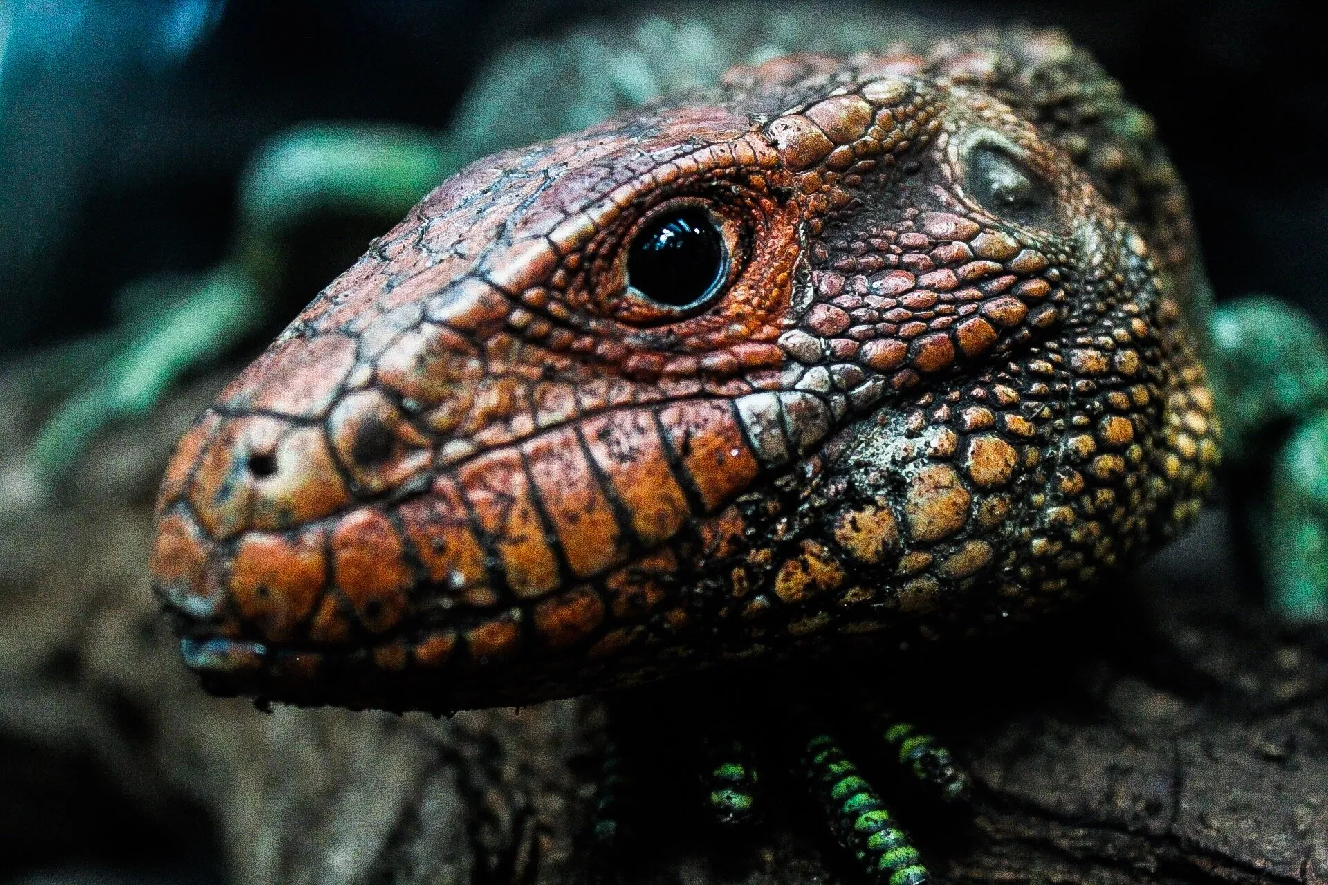 Lizard
