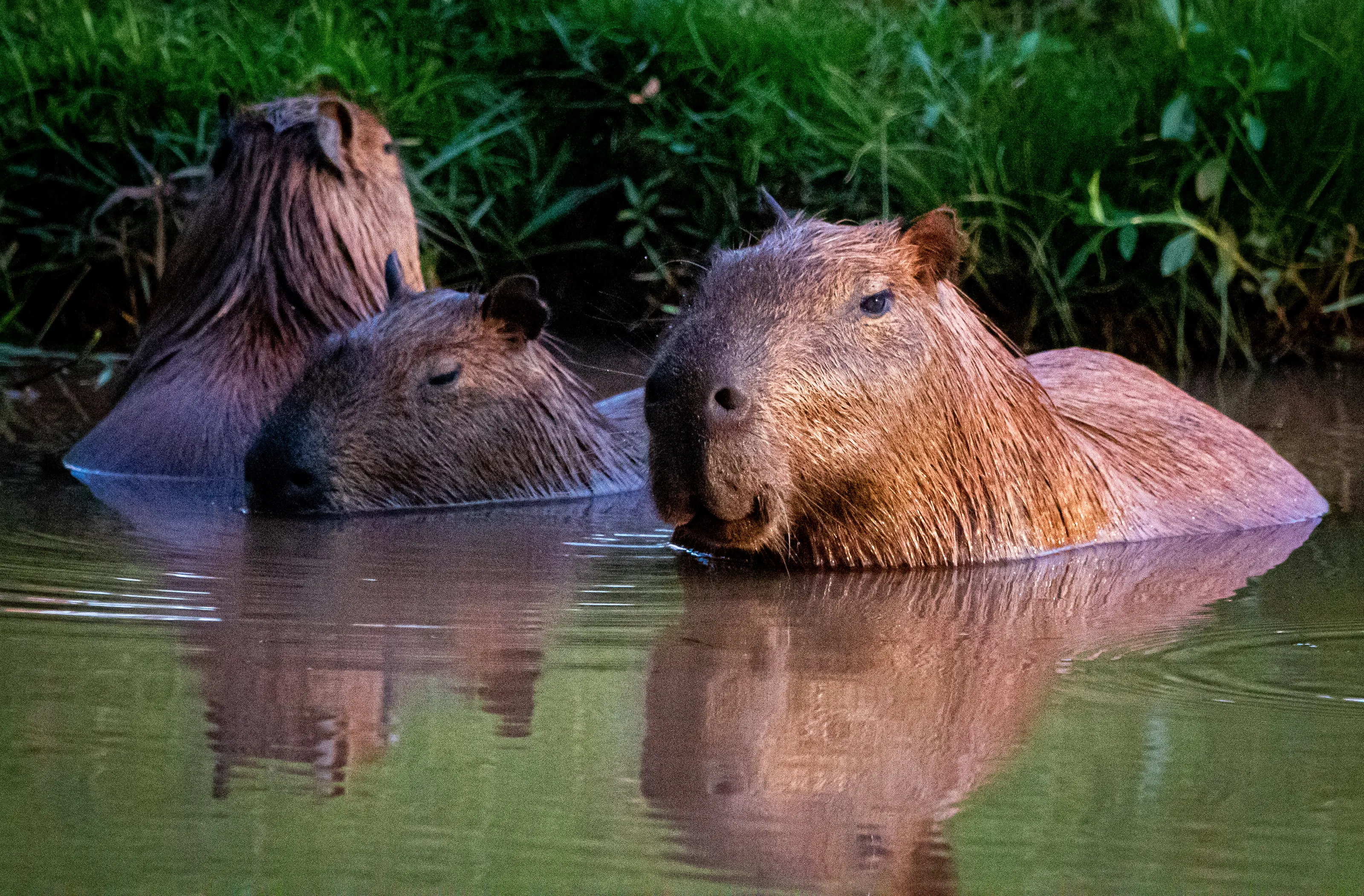 Capybaras