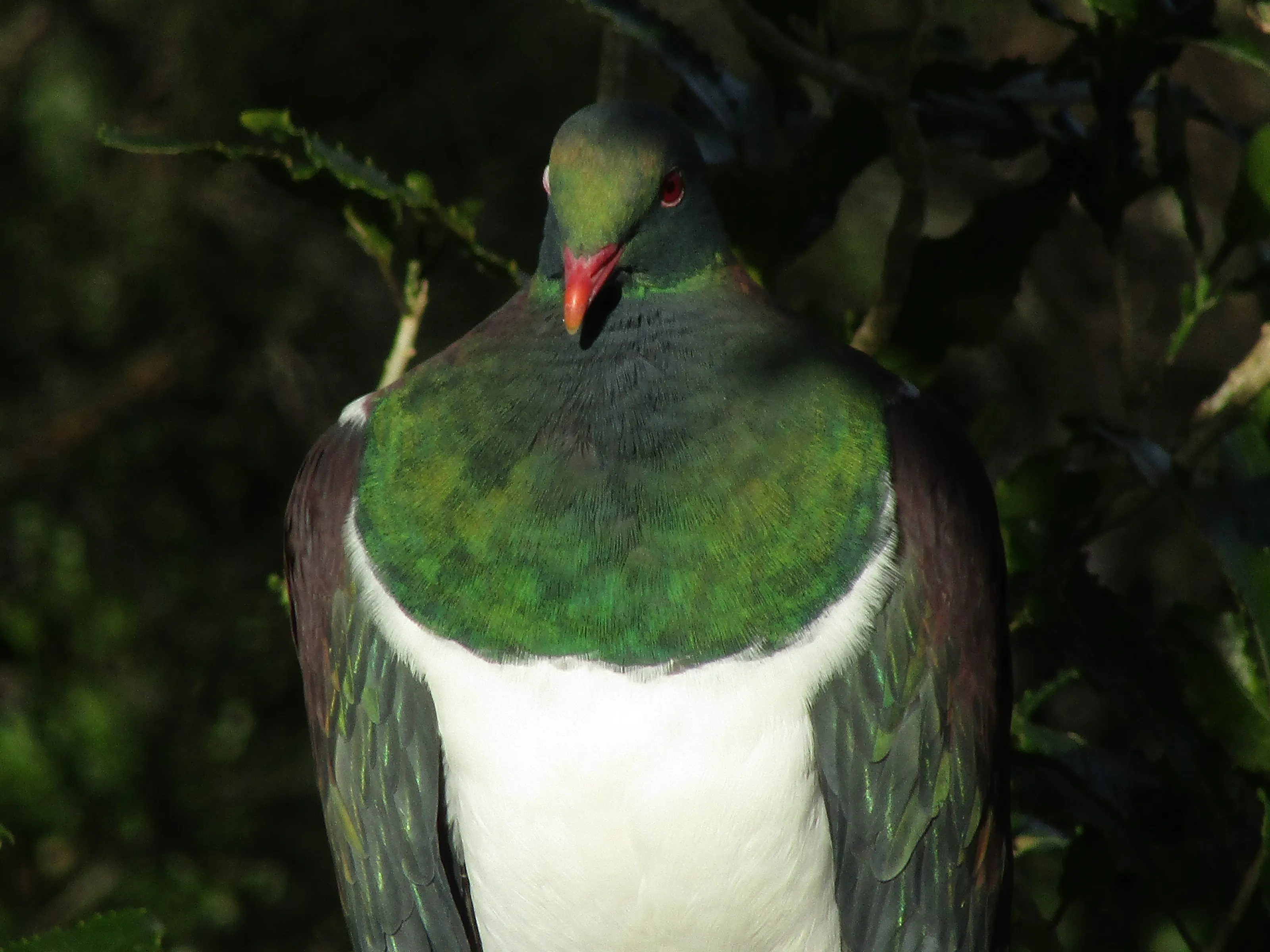 Kereru, the New Zealand Wood Pidgeon