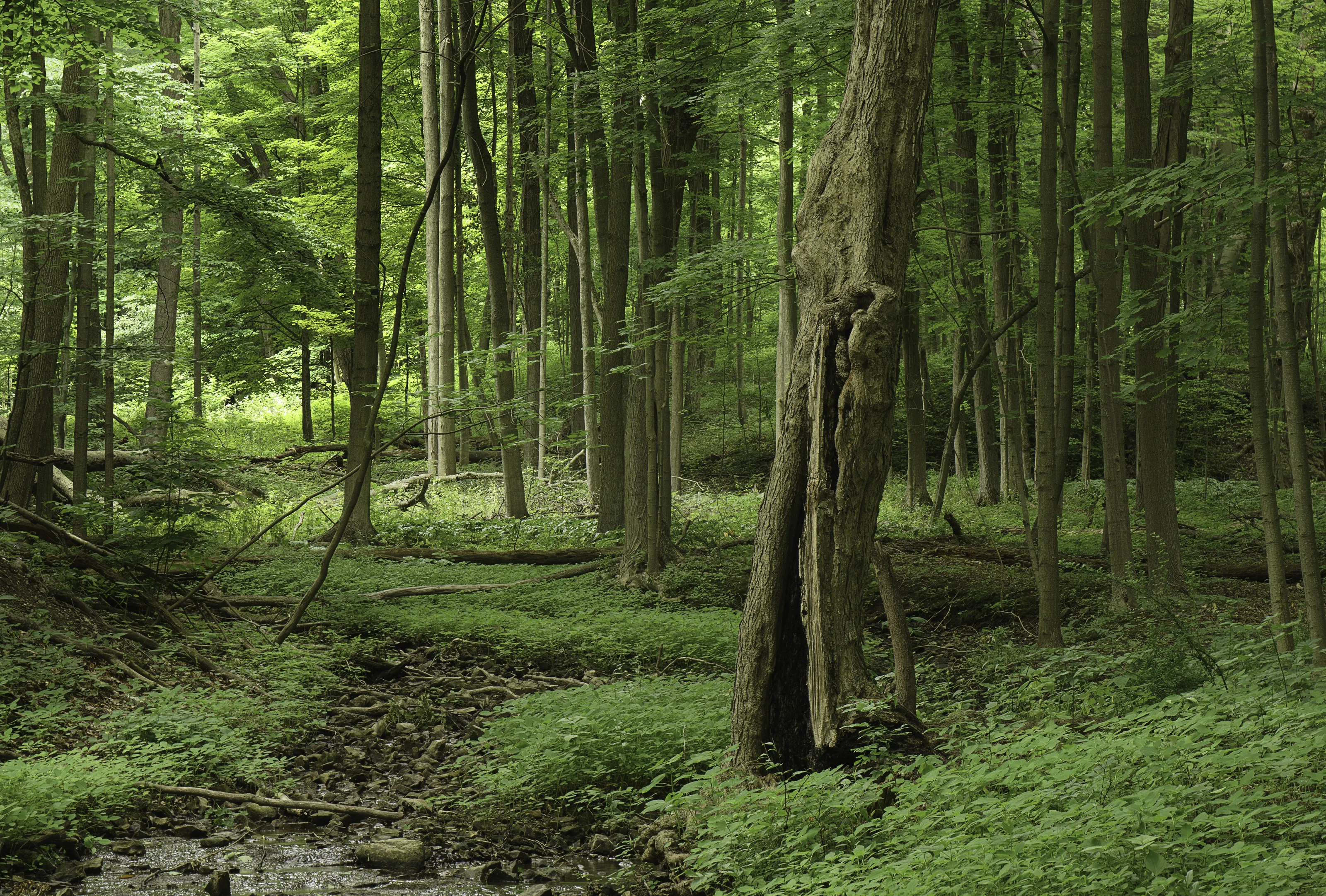 Walk in the woods