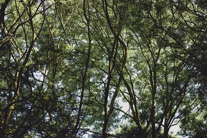 Canopy