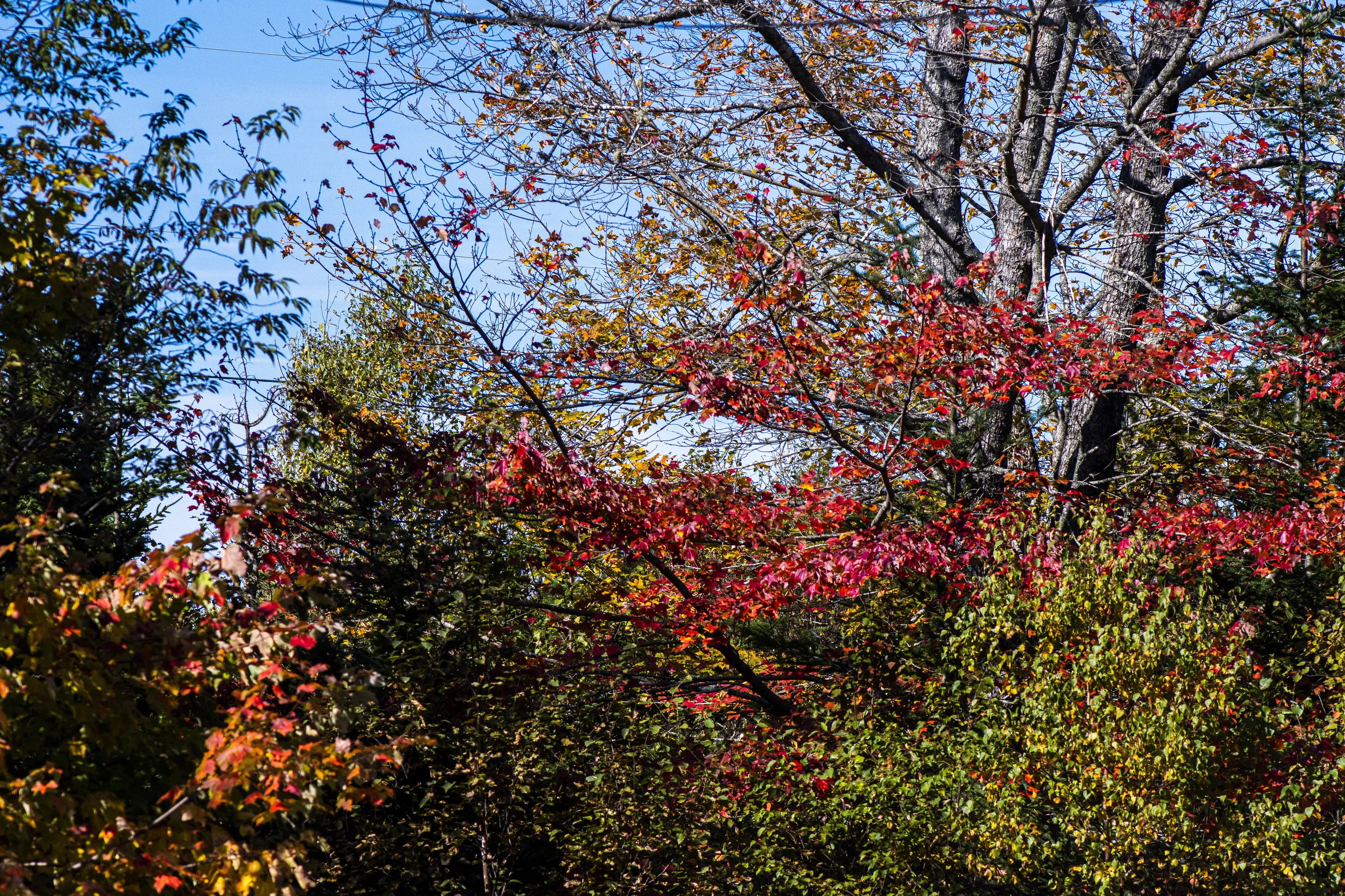 Fall