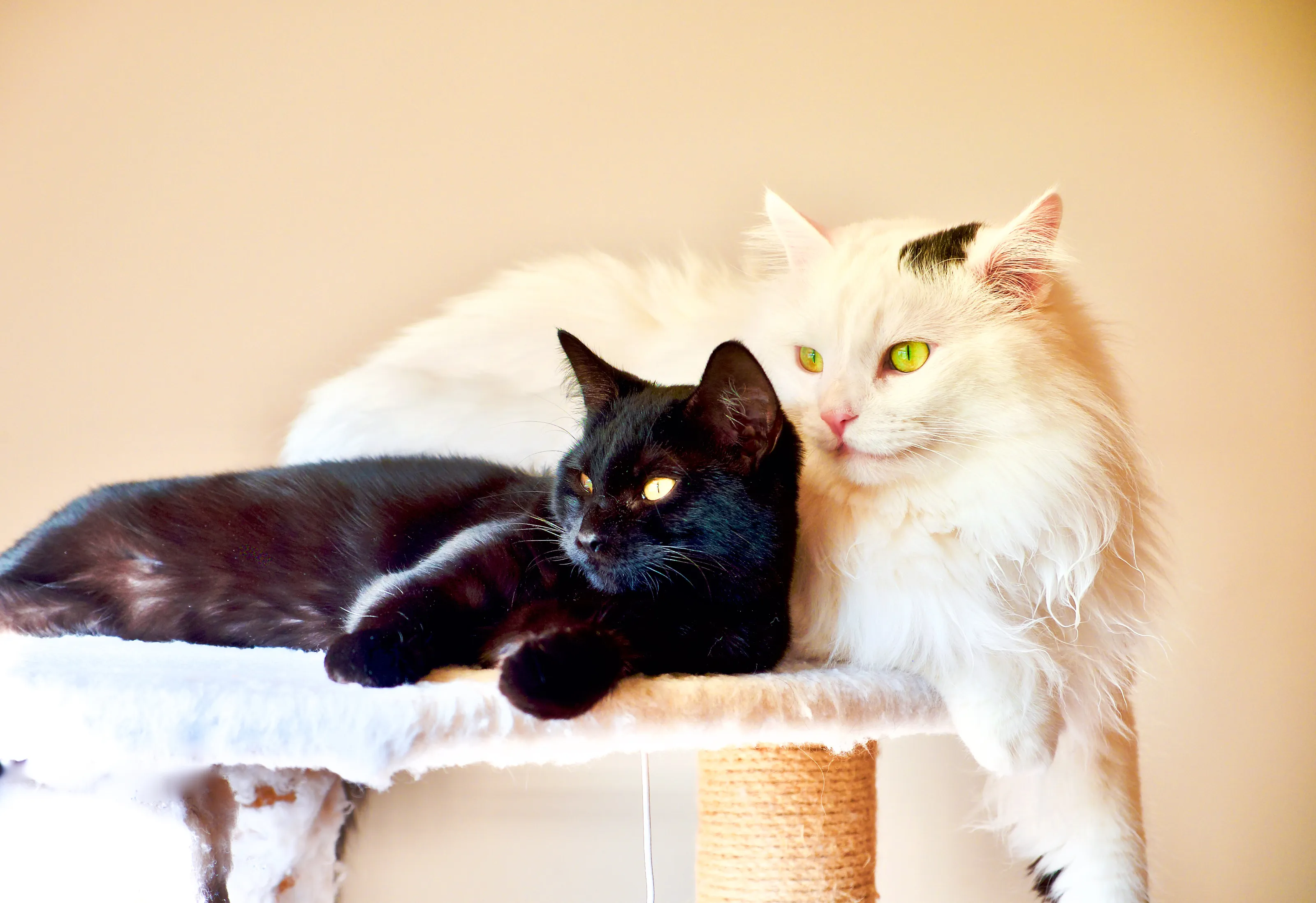 "Gabby" and "Bela" share the morning sunlight.