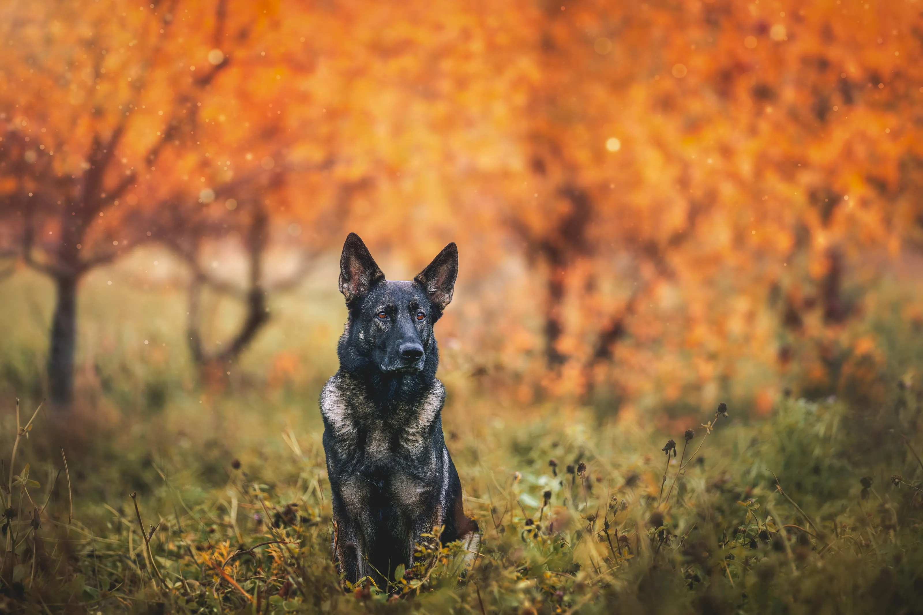 Dreamy Autumn