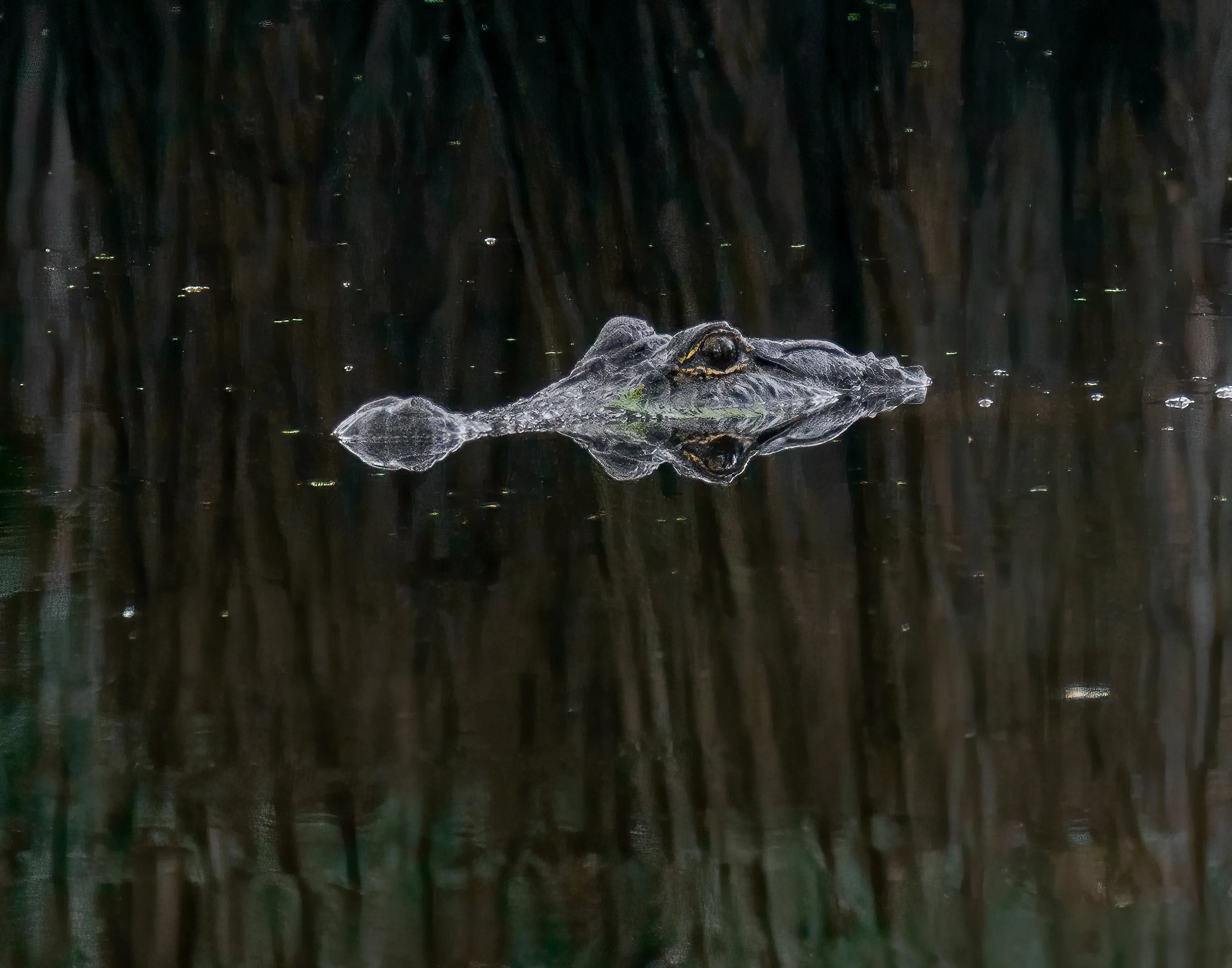 Lone Alligator