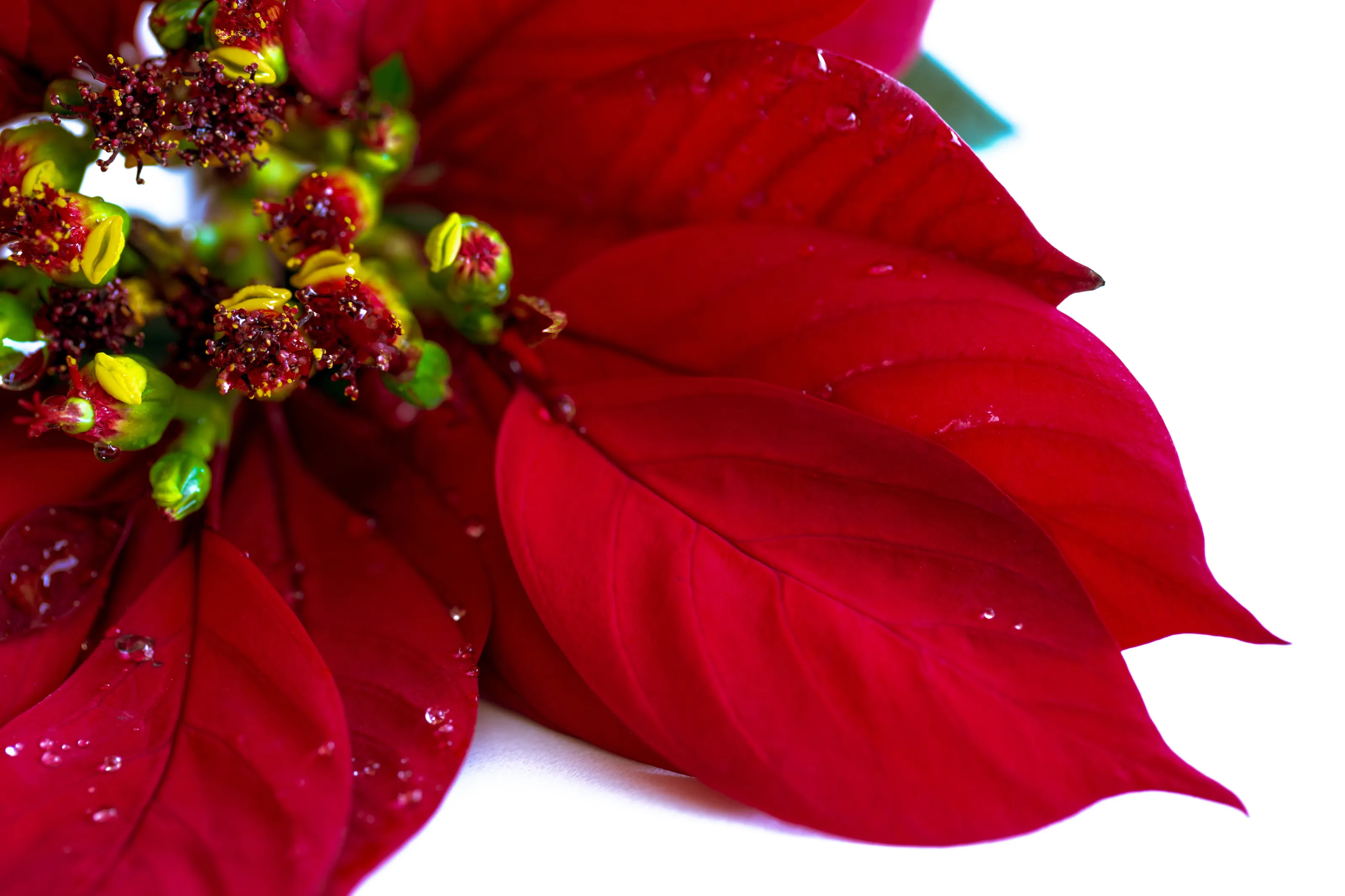Poinsettia