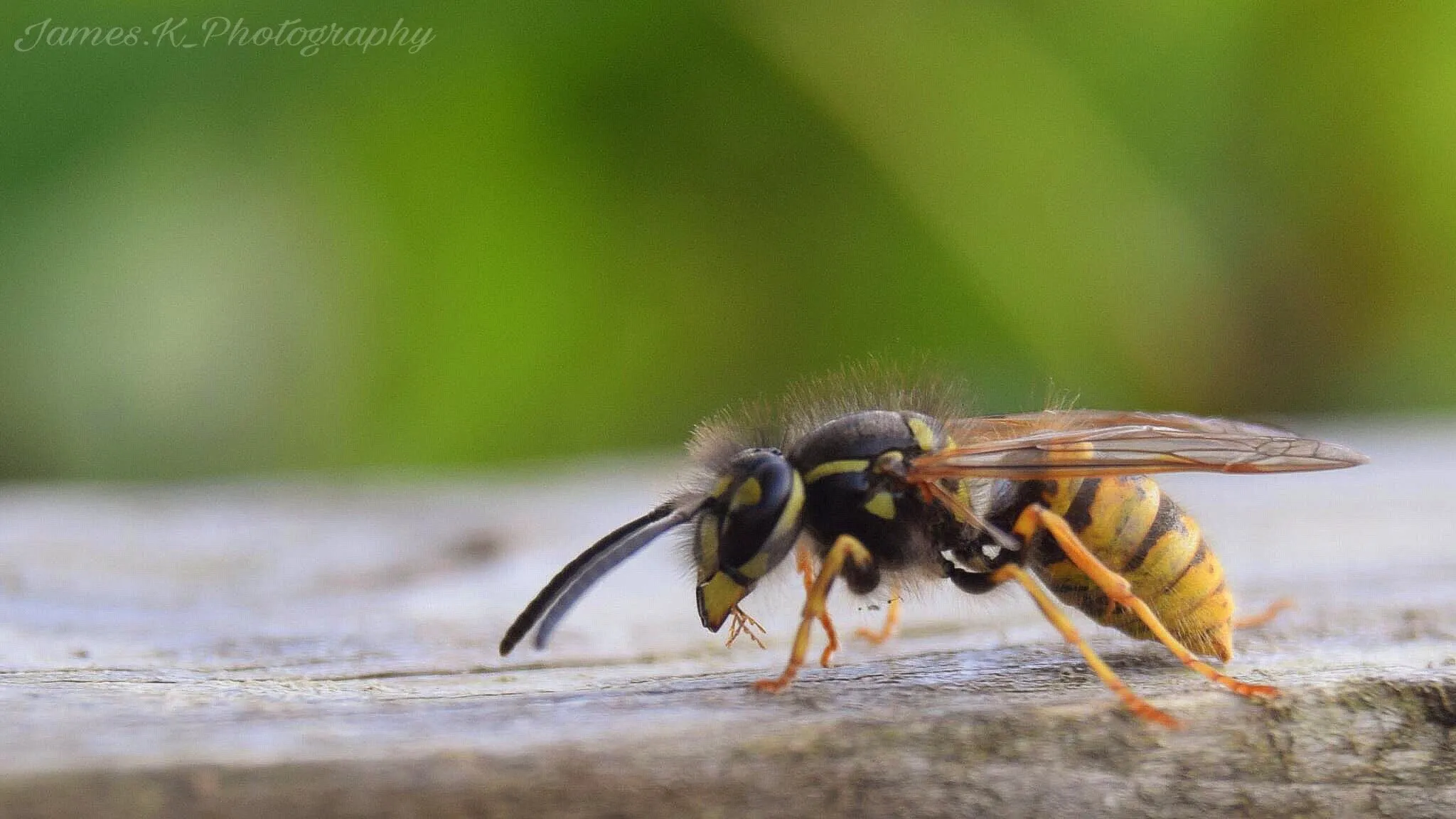 Wasp taking a breather.