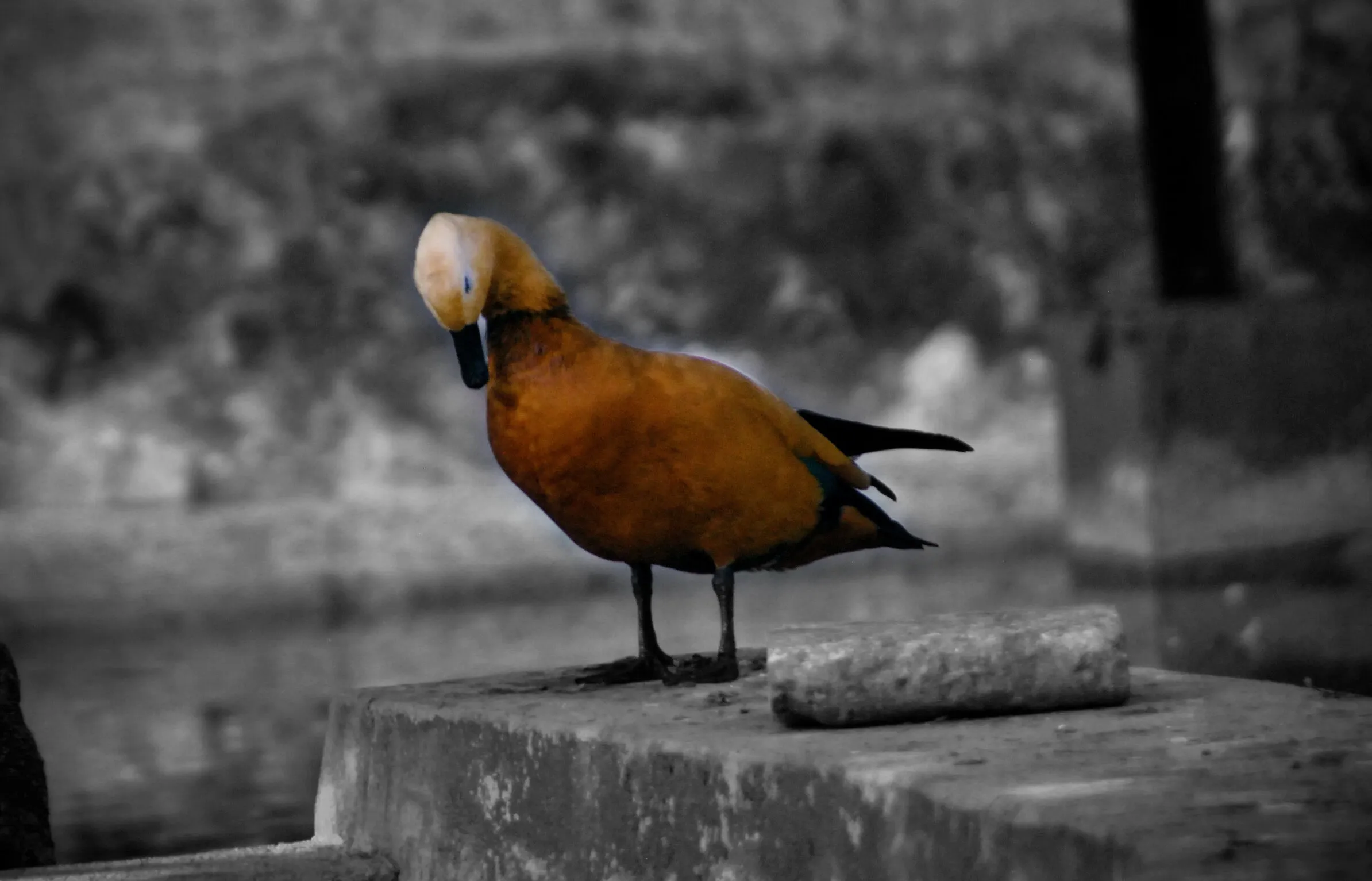 Brown duck