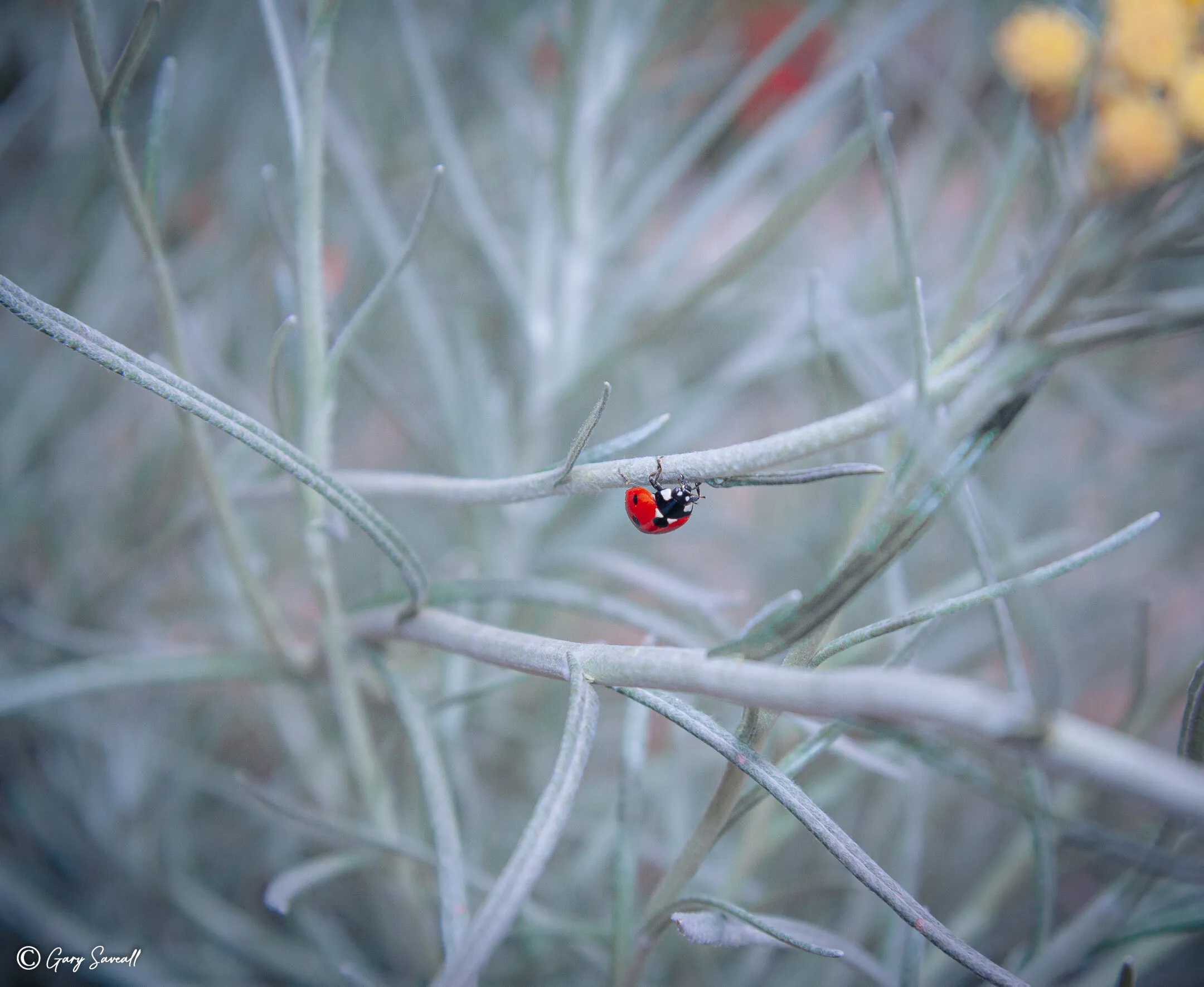 Ladybird in grey