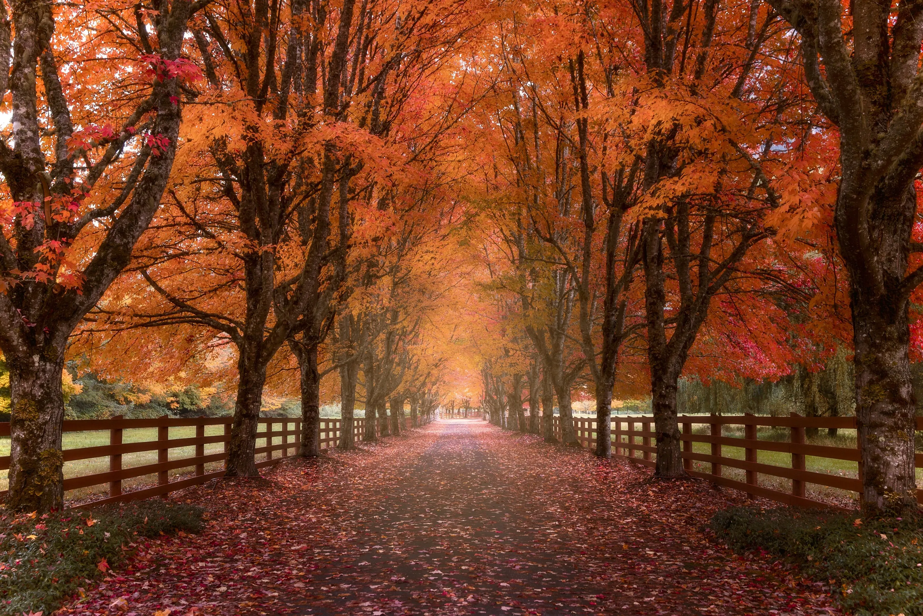 Autumn Road
