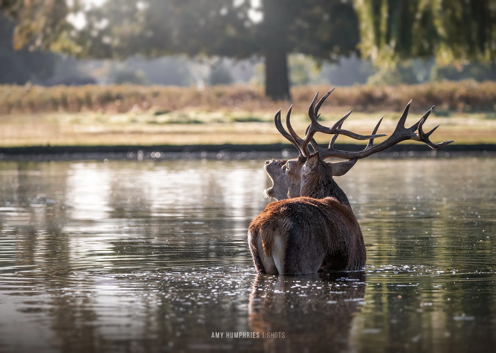 The Crossing