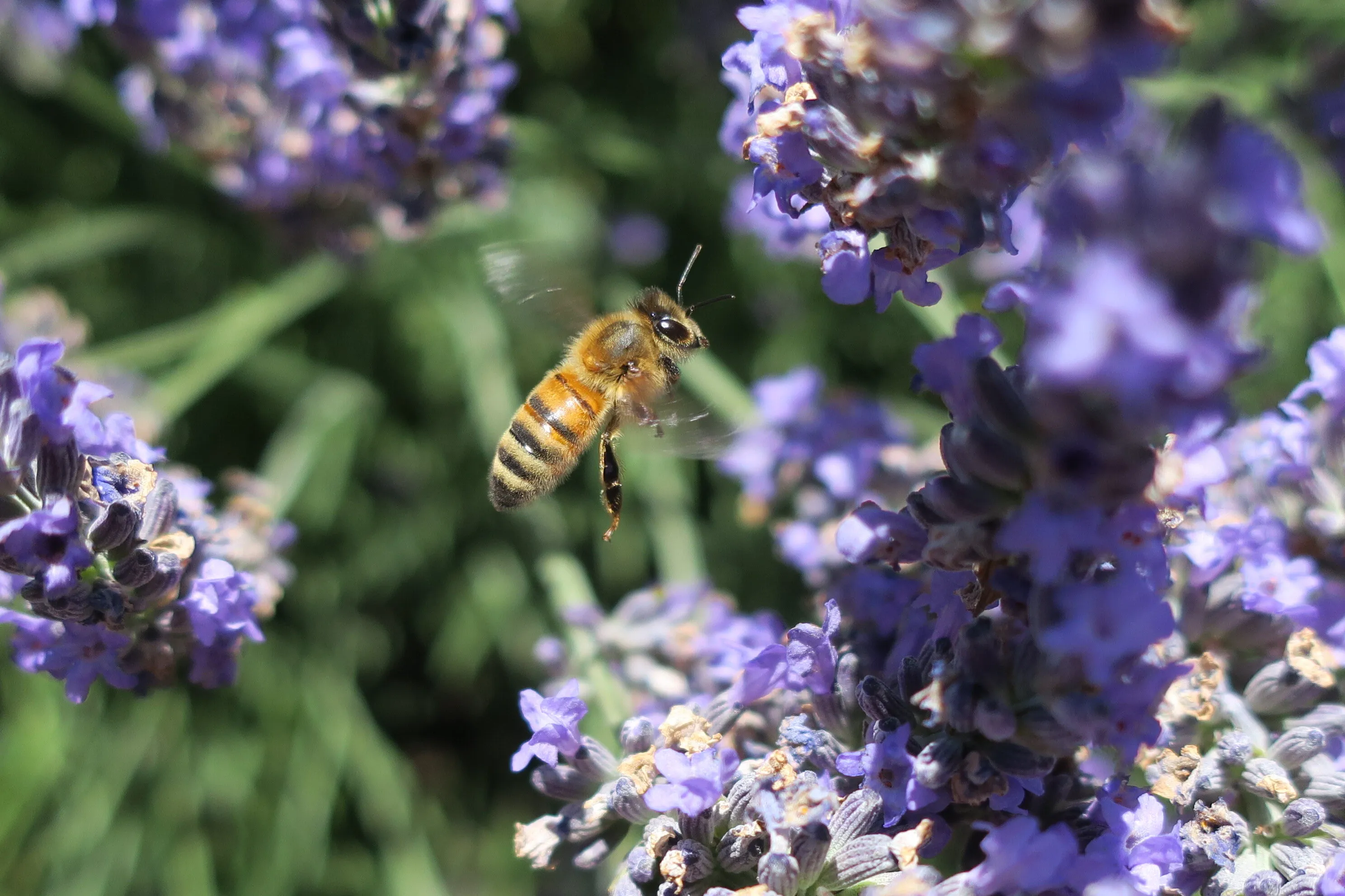 A bee mid flight
