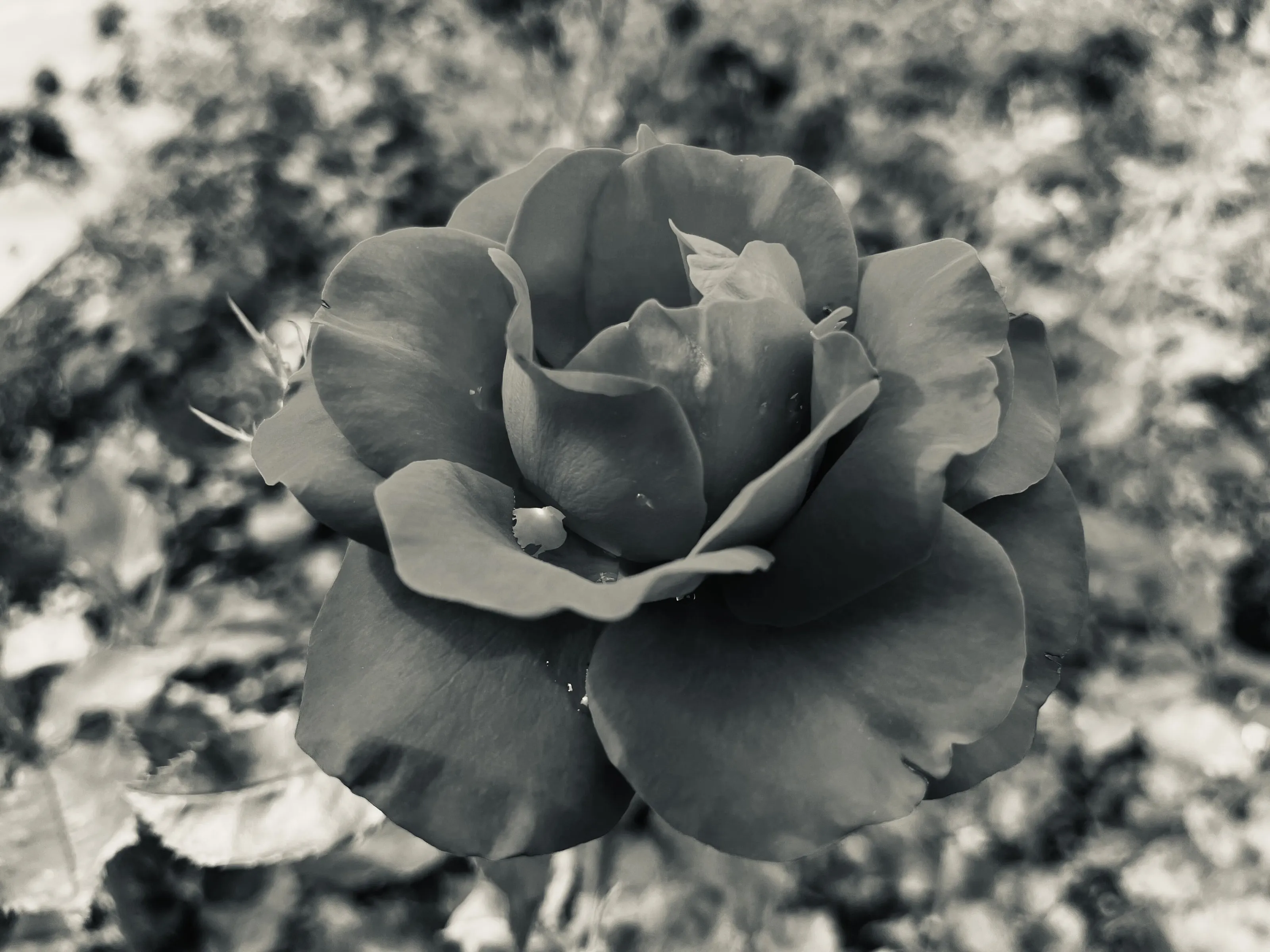 Black rose