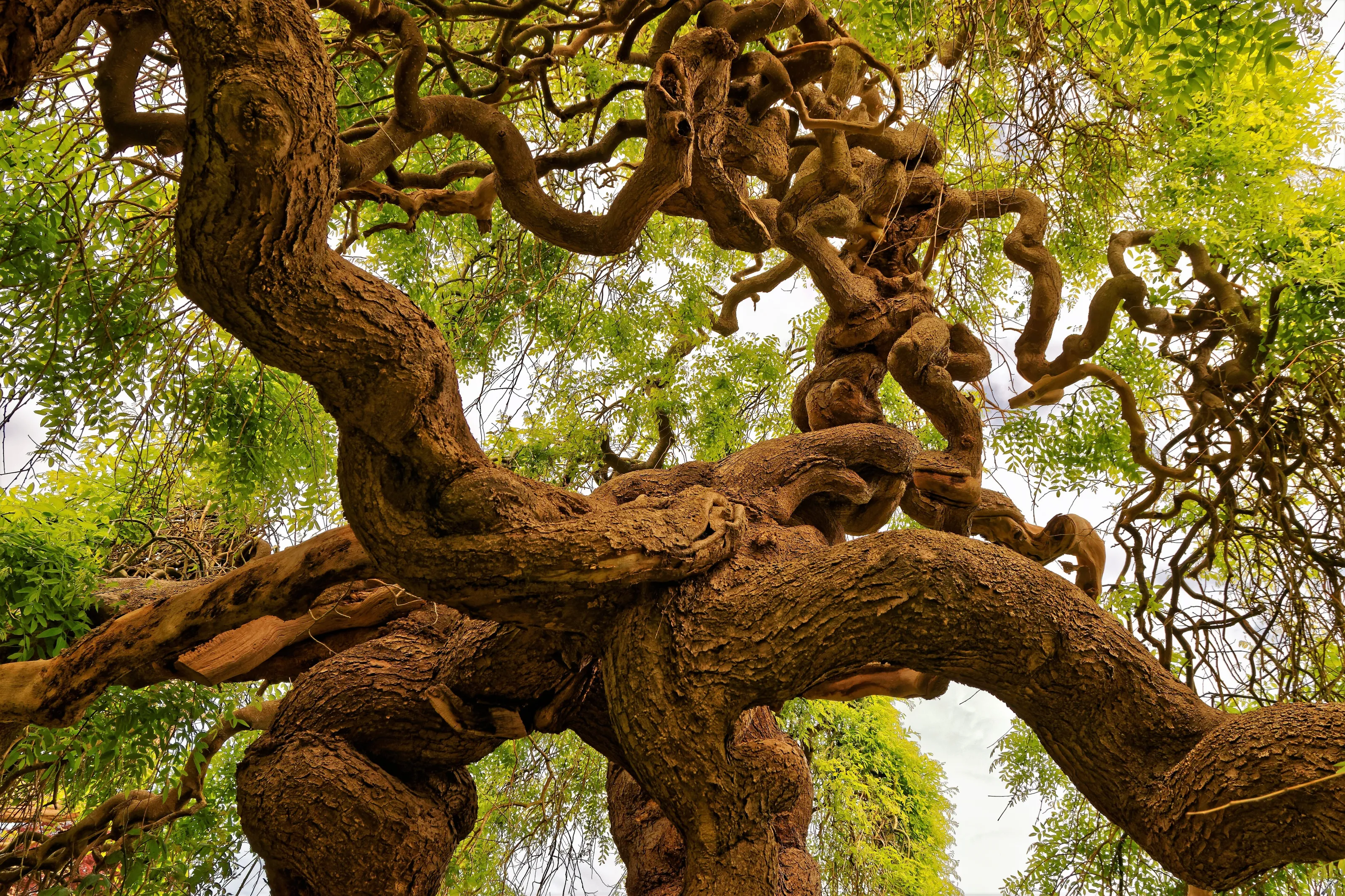 Twisted tree