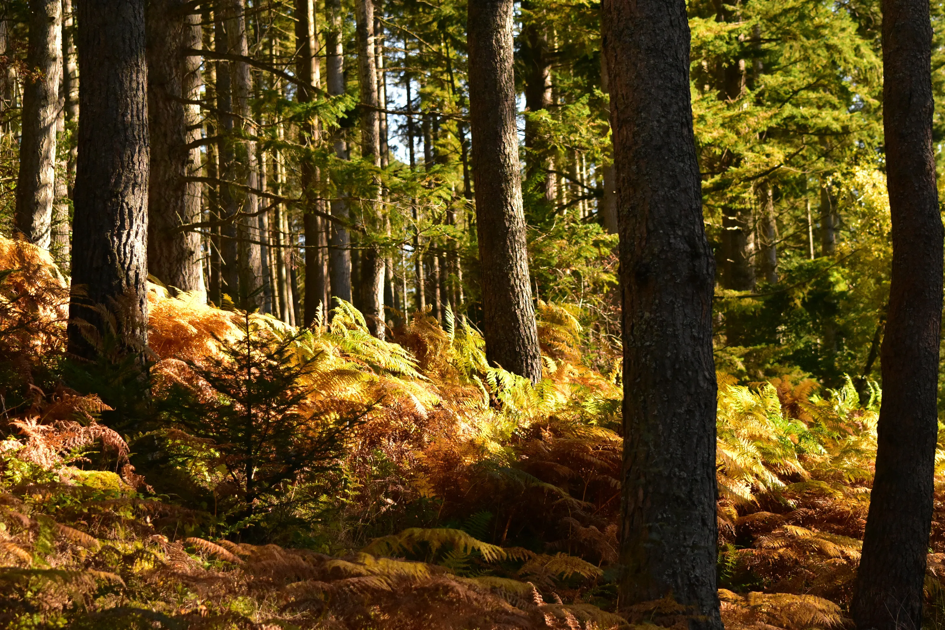 An Autumn Scene