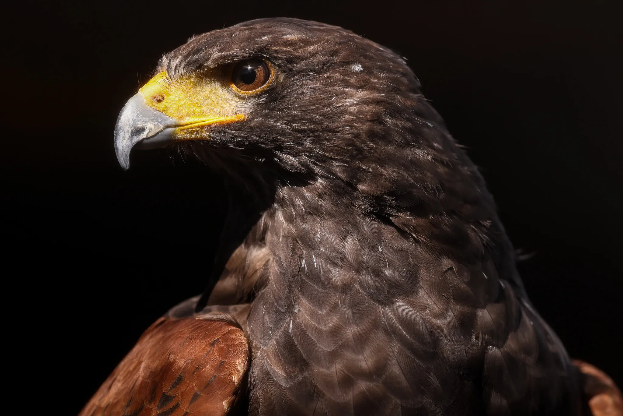 Harris Hawk