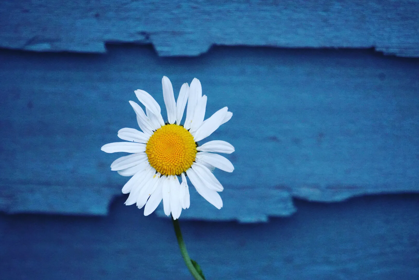 Purity