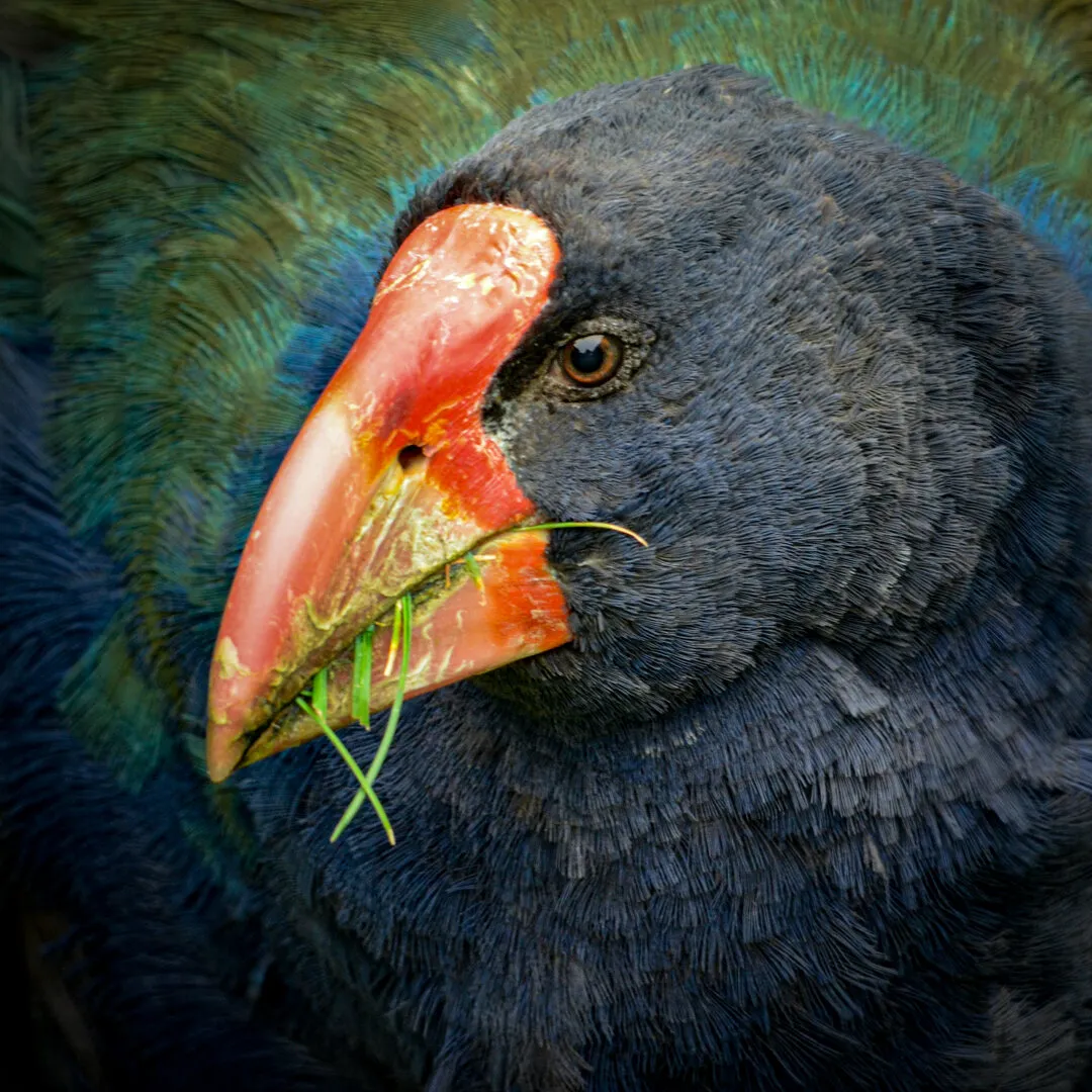 Extremely endangered Takahe