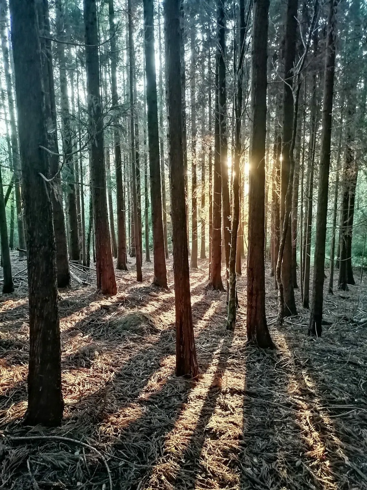 undisturbed