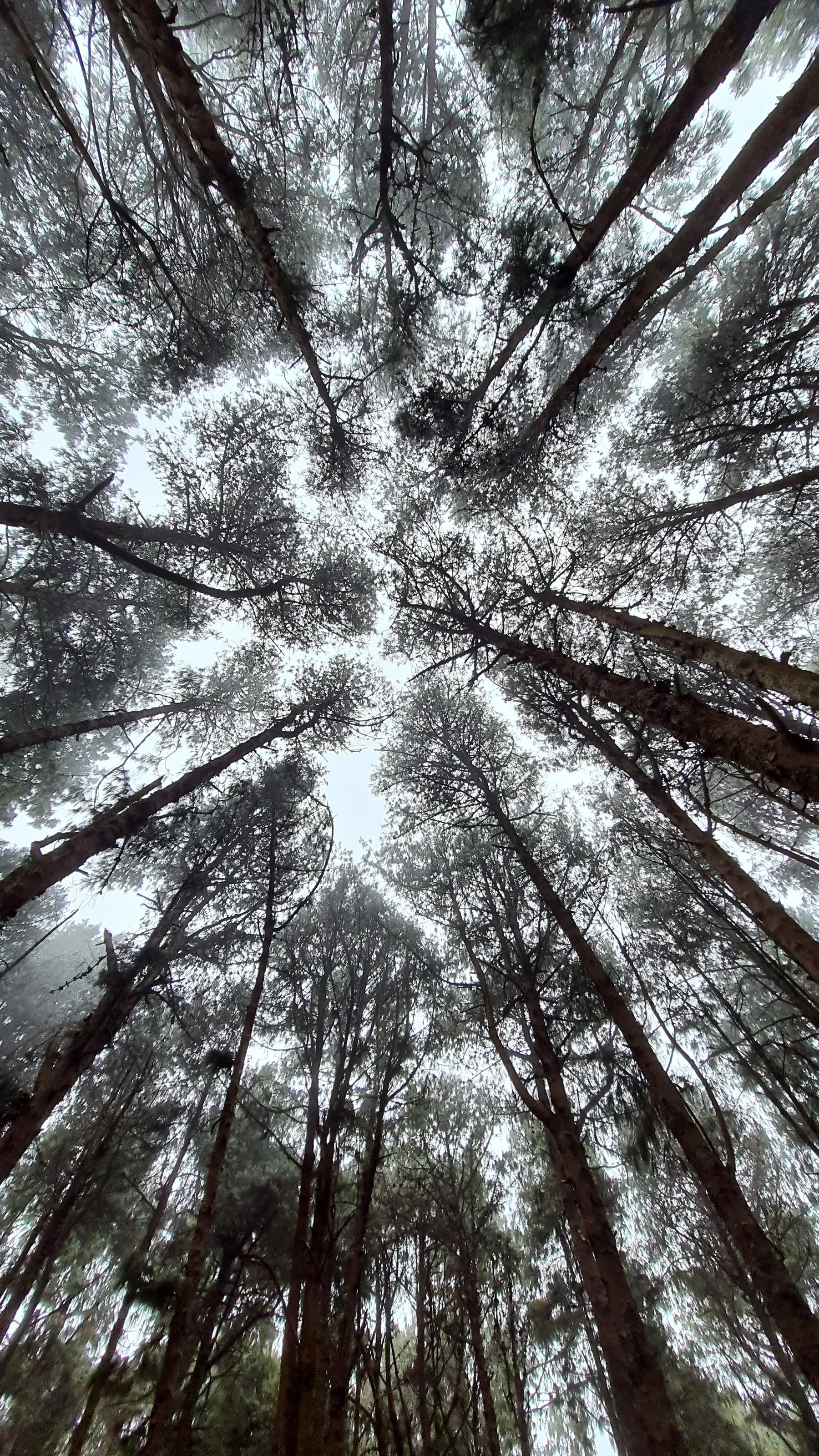 Taken In a pine forest, Kodaikanal, Tamil Nadu, India