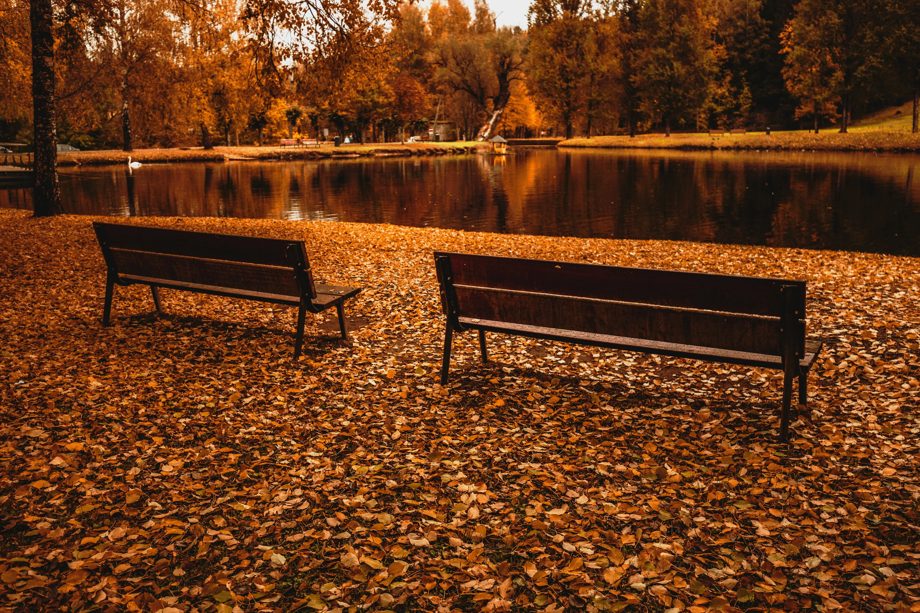Autumn Vibes