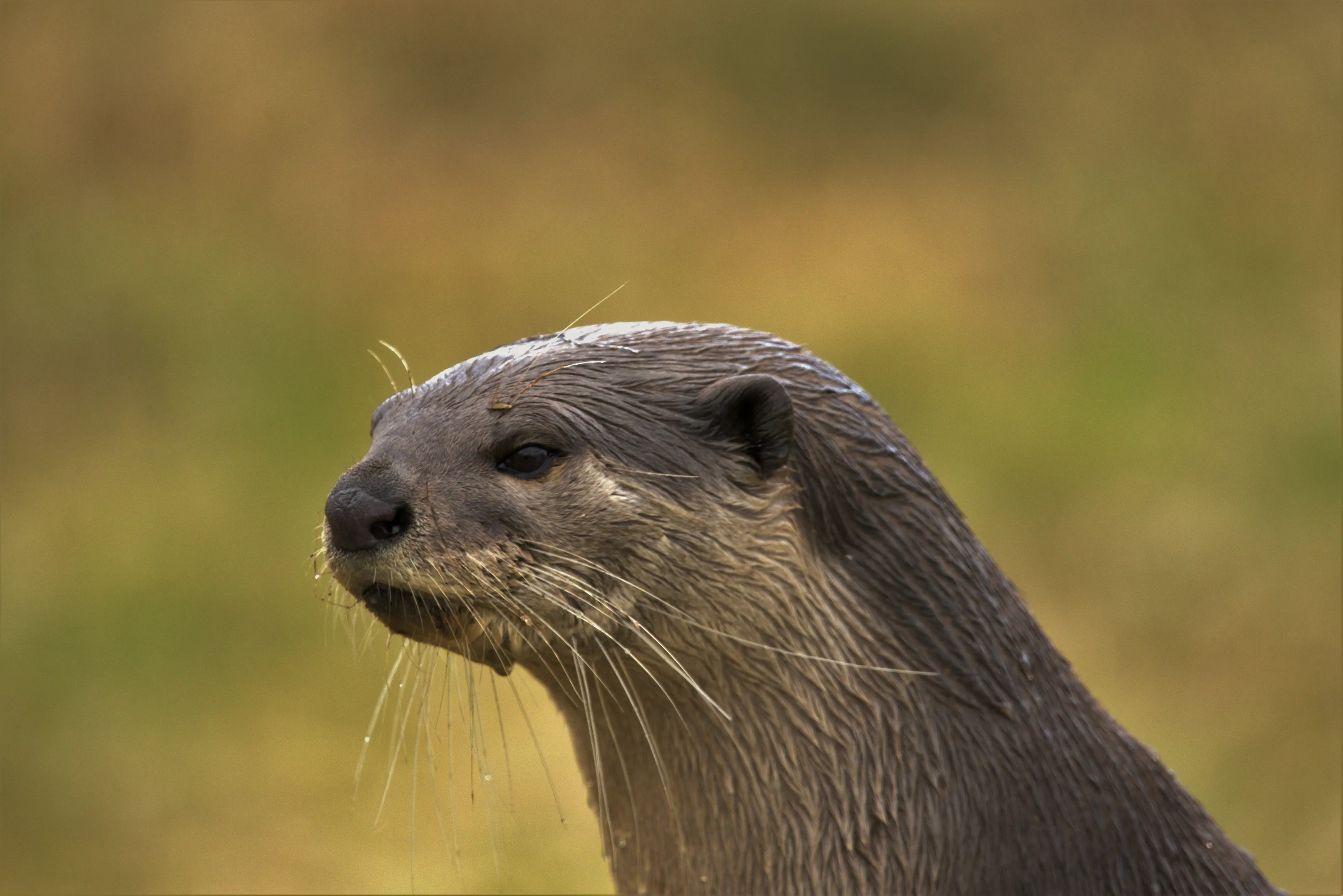 Otter in deep thought