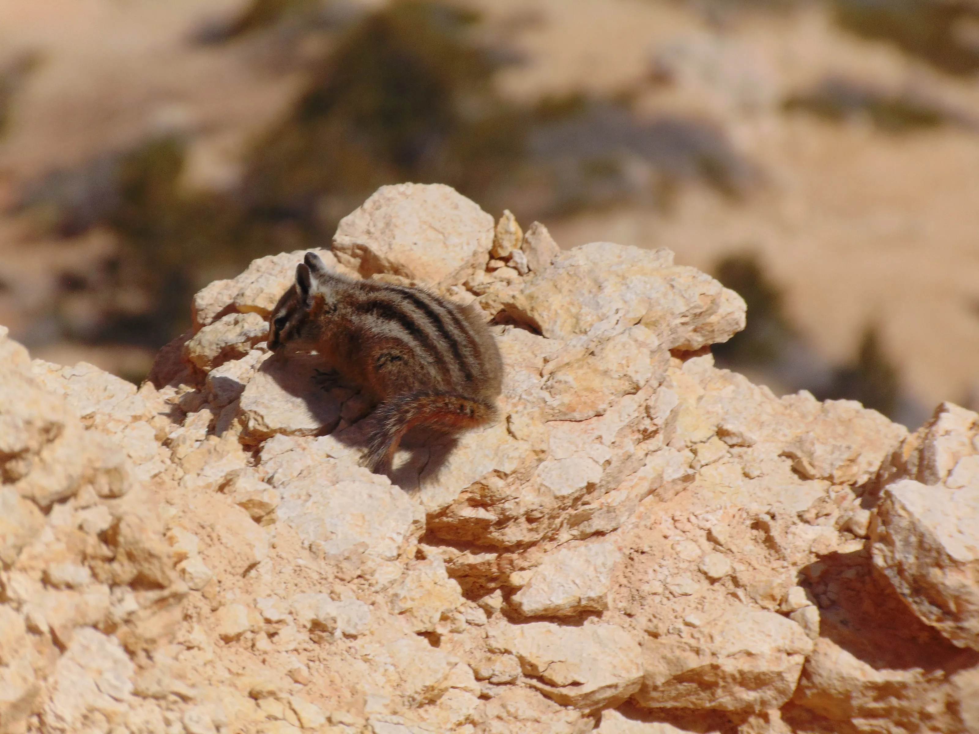 Squirrel hovering on rock